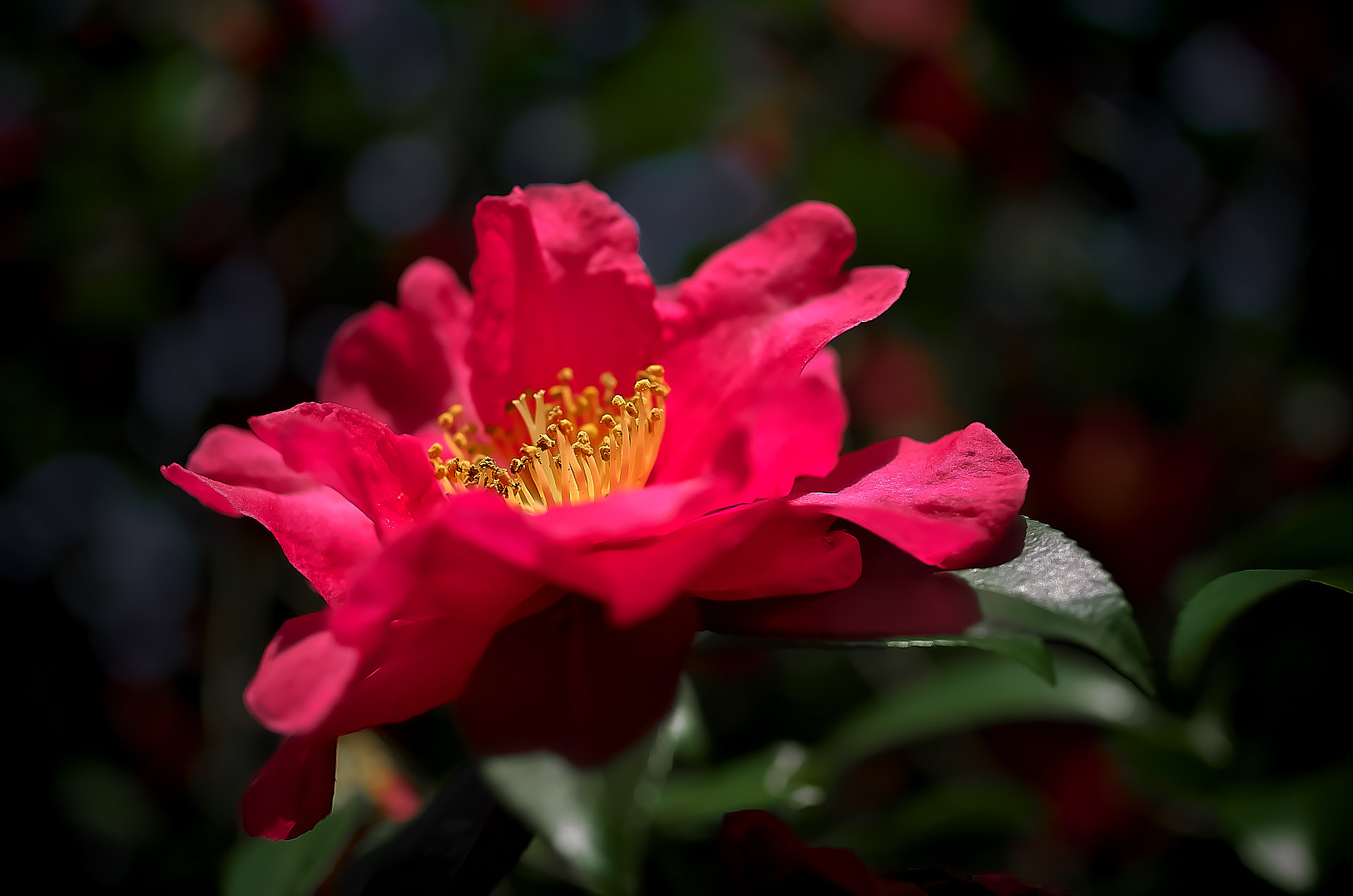 Pentax K-01 sample photo. Sazanka・・山茶花 photography