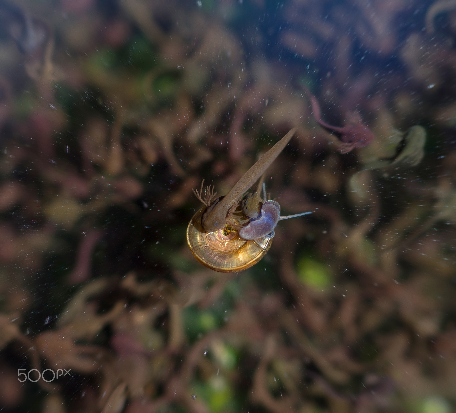 Pentax K-50 sample photo. Tadpoles and snail photography