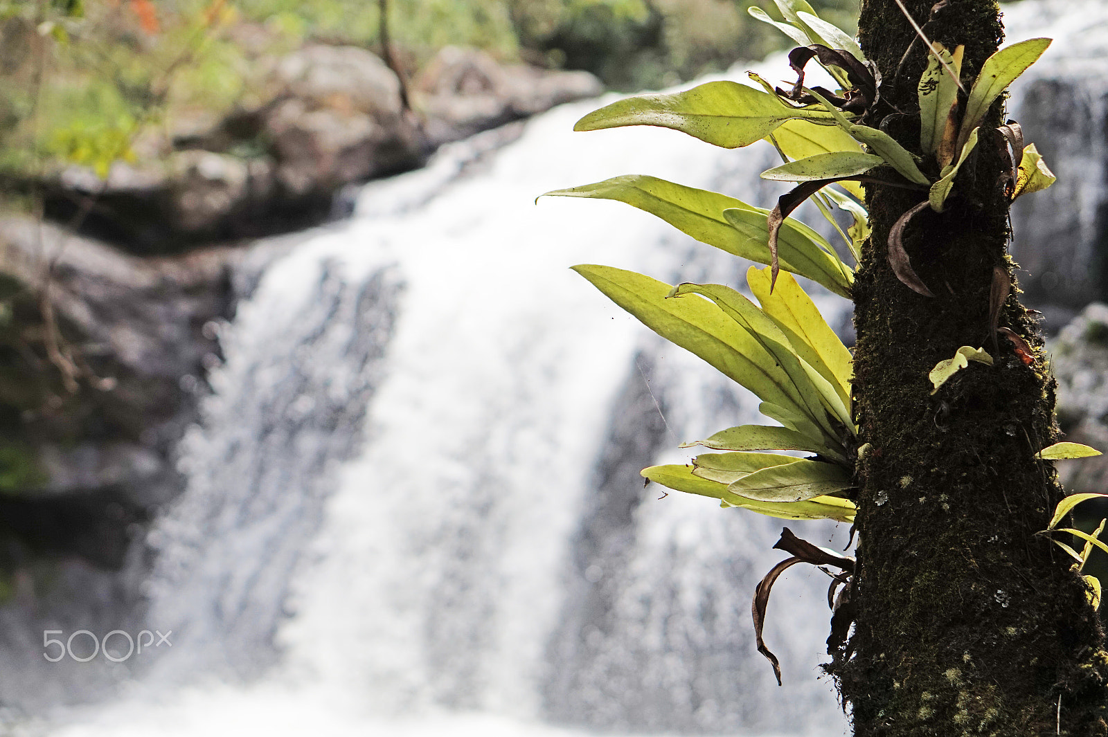 Sony Alpha a5000 (ILCE 5000) + E 50mm F1.8 OSS sample photo. The hidden waterfall  photography