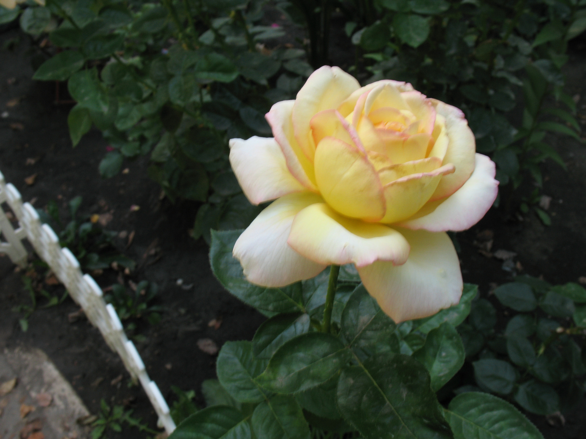 Canon POWERSHOT A630 sample photo. Delicate rose of love. photography