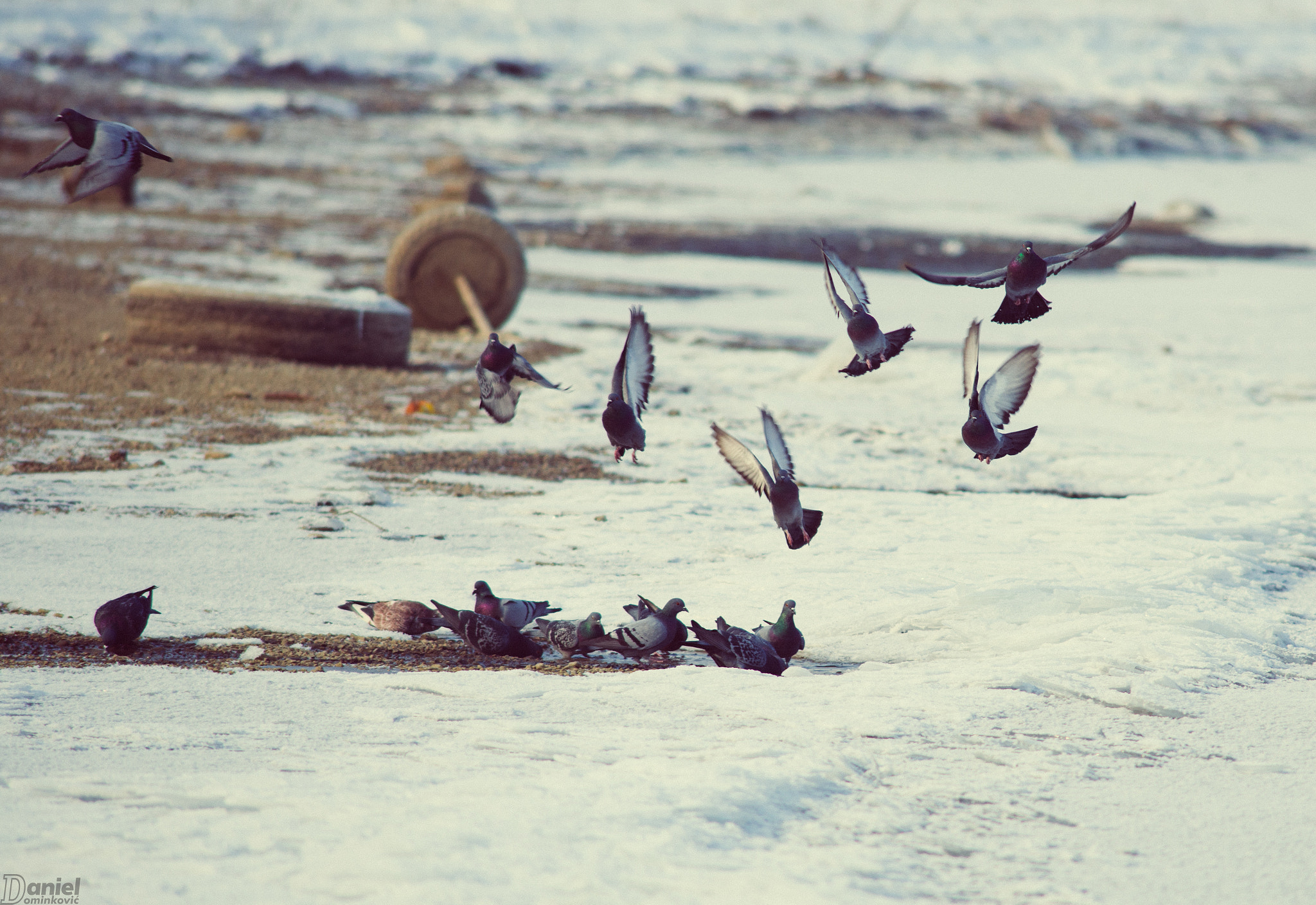 Nikon D800 + AF Nikkor 300mm f/4 IF-ED sample photo. Everyday guests photography