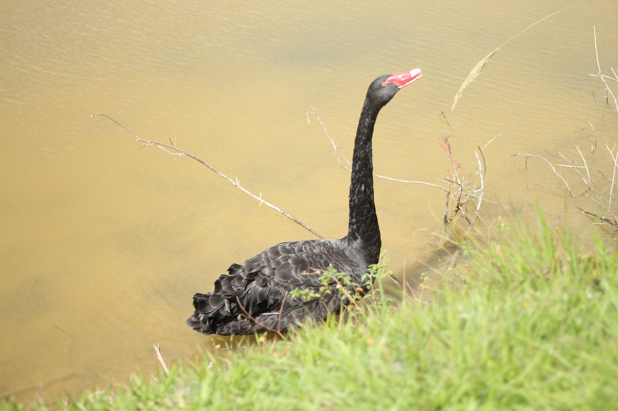 Canon EOS 700D (EOS Rebel T5i / EOS Kiss X7i) + Canon EF 50mm f/1.8 sample photo. Cisne preto photography