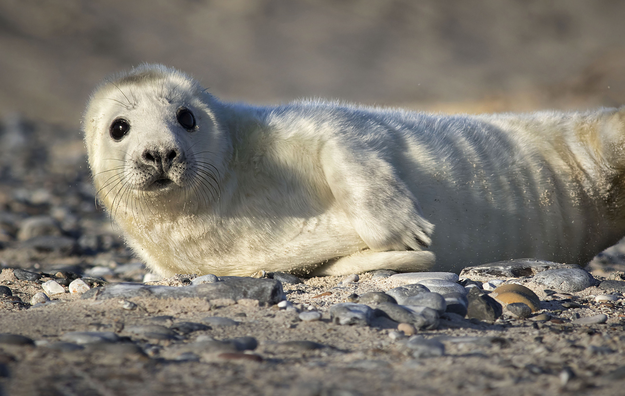 Canon EF 400mm F5.6L USM sample photo. Grey seal puppy photography