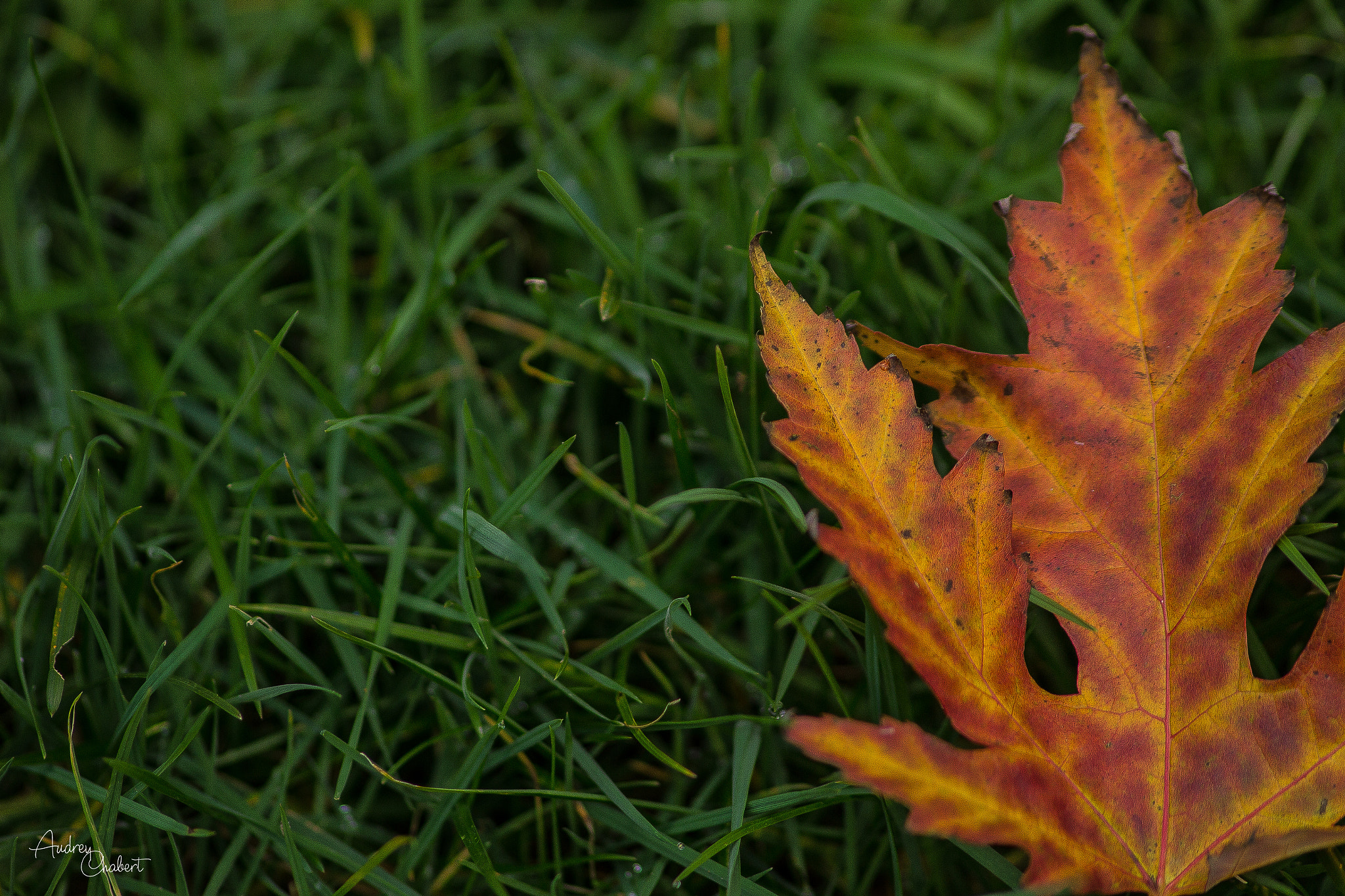 Canon EOS 1200D (EOS Rebel T5 / EOS Kiss X70 / EOS Hi) sample photo. Automne photography