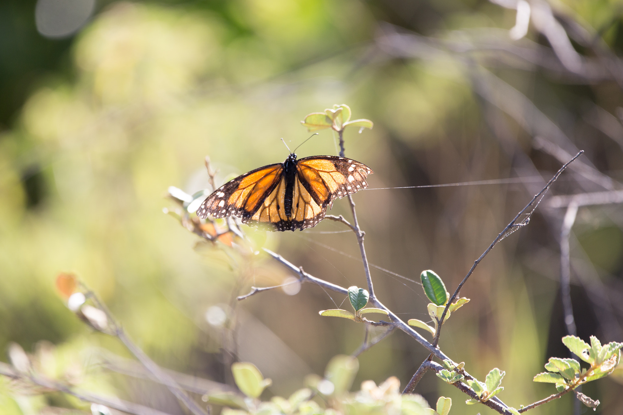 Canon EOS 6D sample photo. Mariposa monarca photography