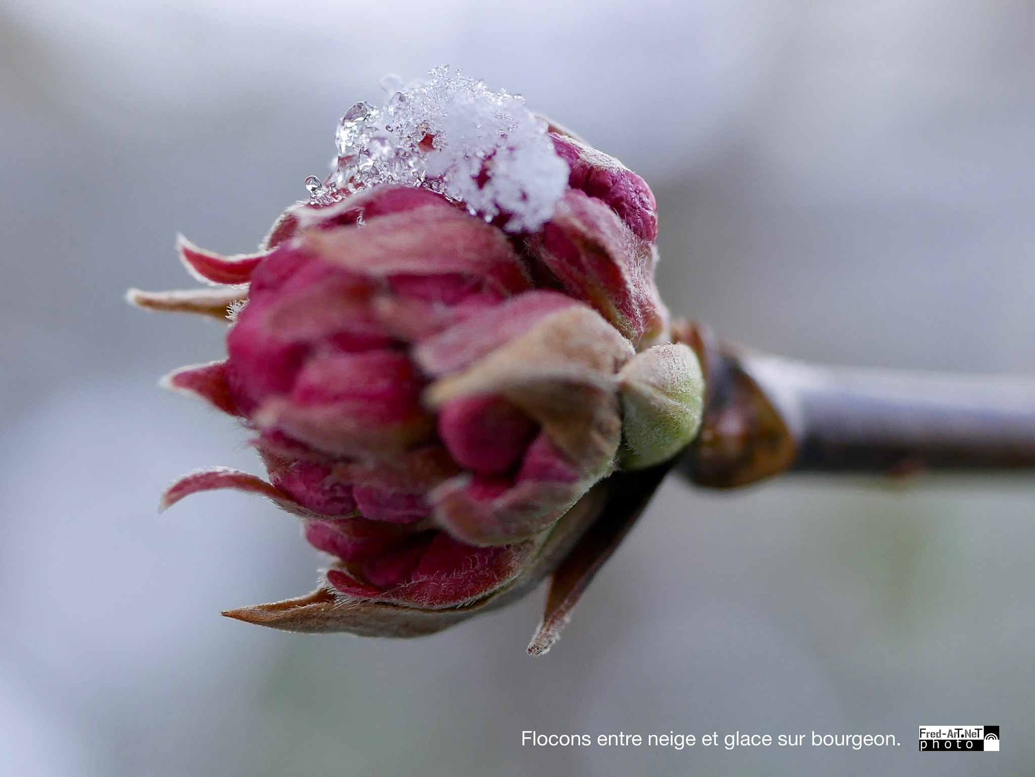 Panasonic DMC-G70 + Panasonic Lumix G Macro 30mm F2.8 ASPH Mega OIS sample photo. Entre neige et glace photography