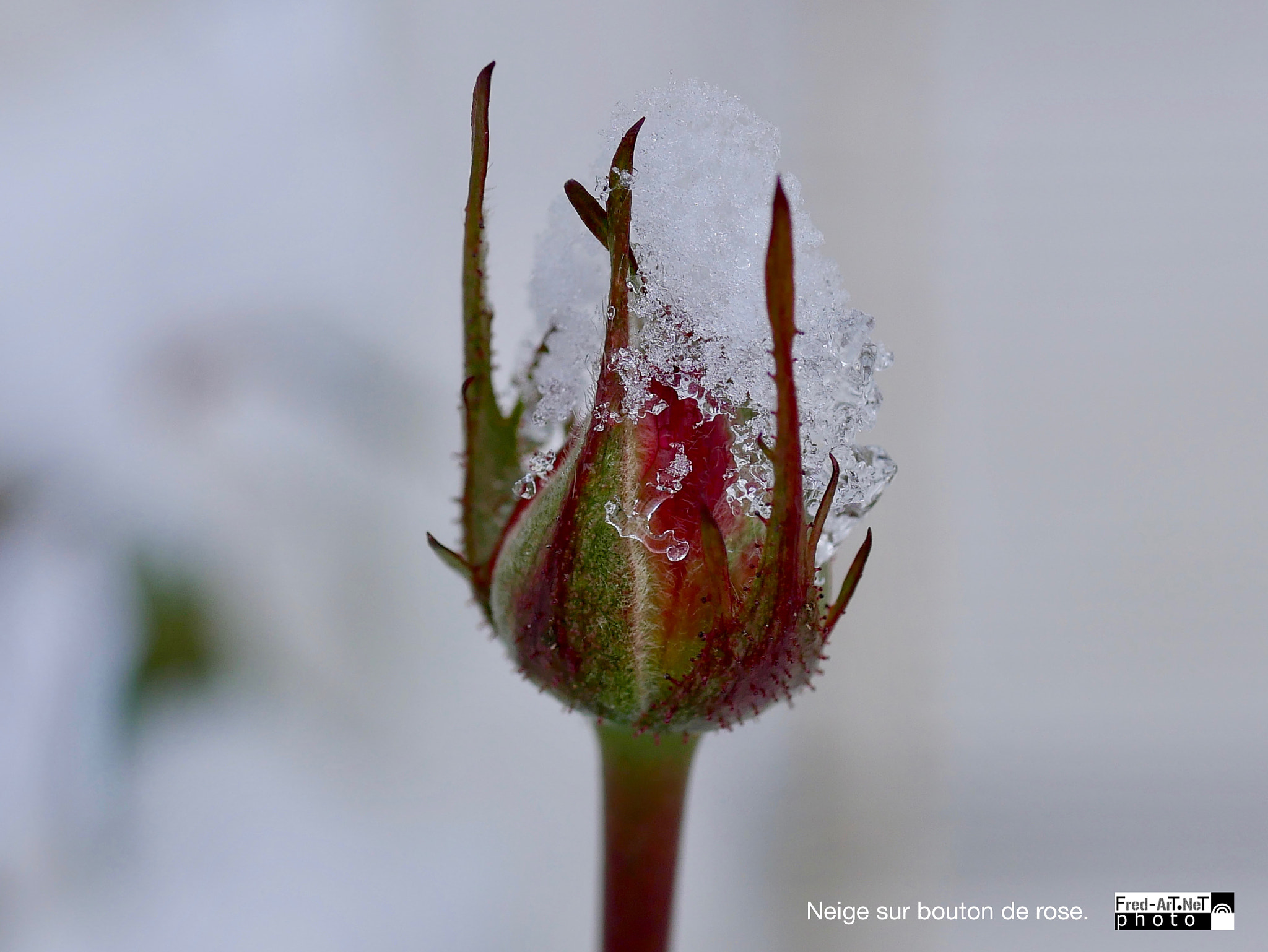 Panasonic DMC-G70 + Panasonic Lumix G Macro 30mm F2.8 ASPH Mega OIS sample photo. Neige sur bouton de rose. photography