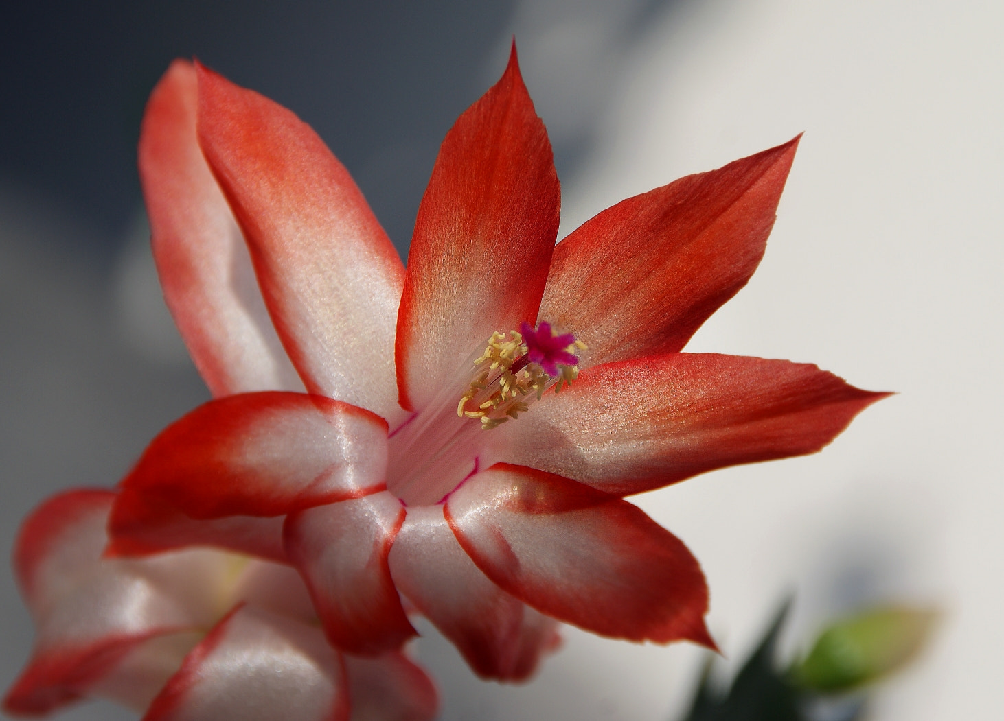 Sony Alpha DSLR-A290 sample photo. Untitled photography