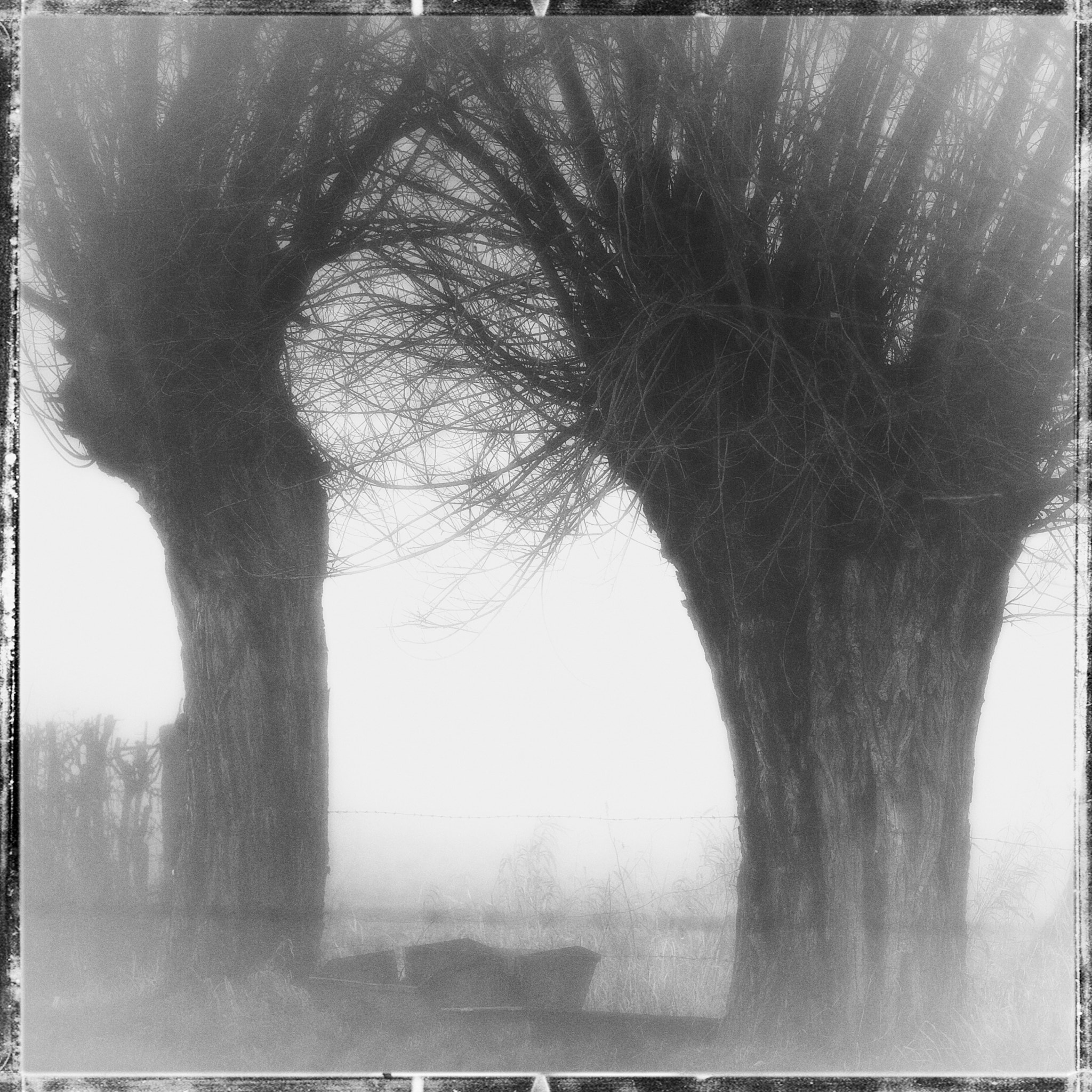Nikon D3 sample photo. Mist photography