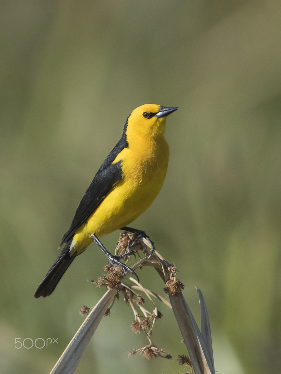 Nikon D810 + Nikon AF-S Nikkor 600mm F4G ED VR sample photo. Xanthopsar flavus photography