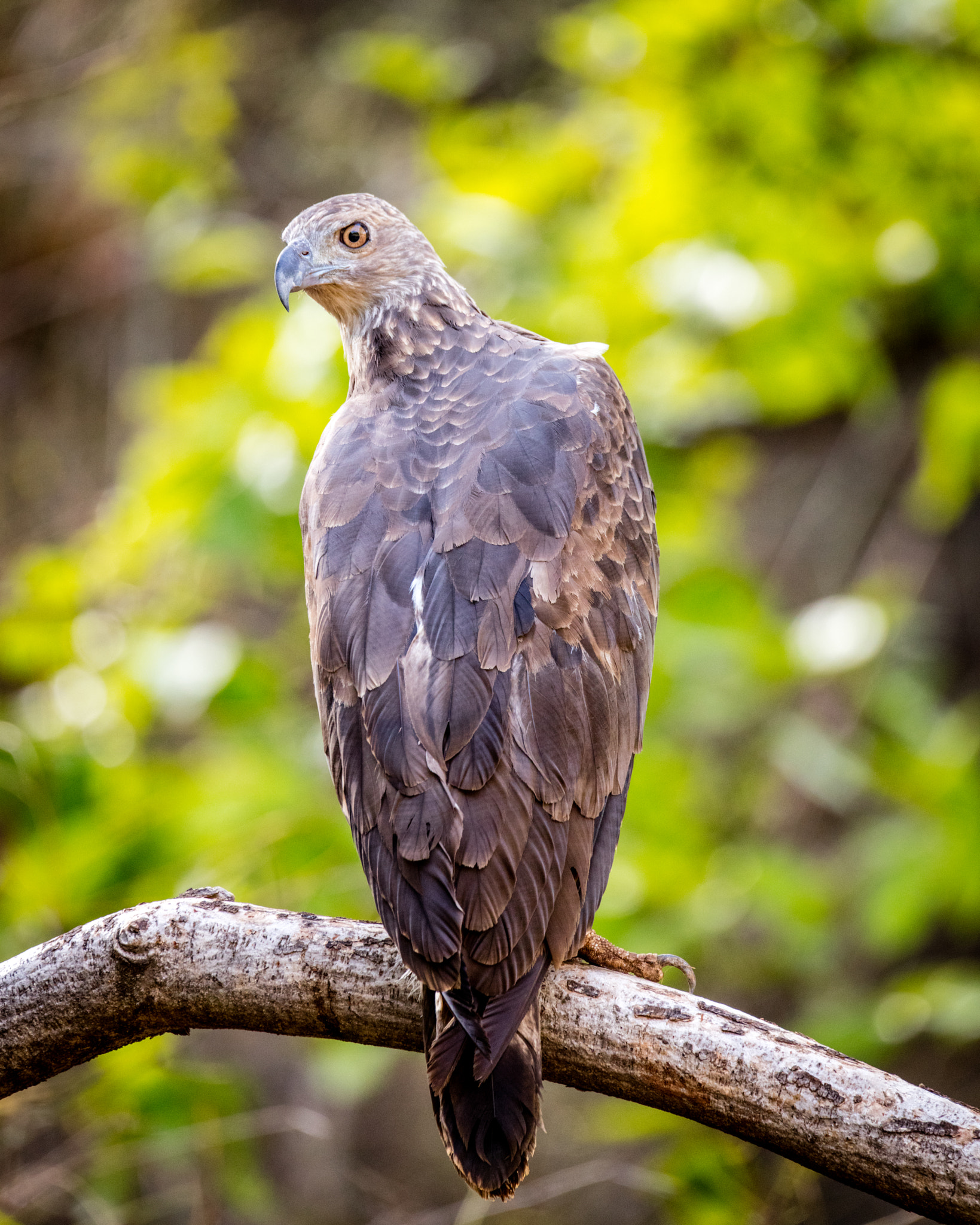 150-600mm F5-6.3 DG OS HSM | Sports 014 sample photo. Grey-headed fish eagle photography