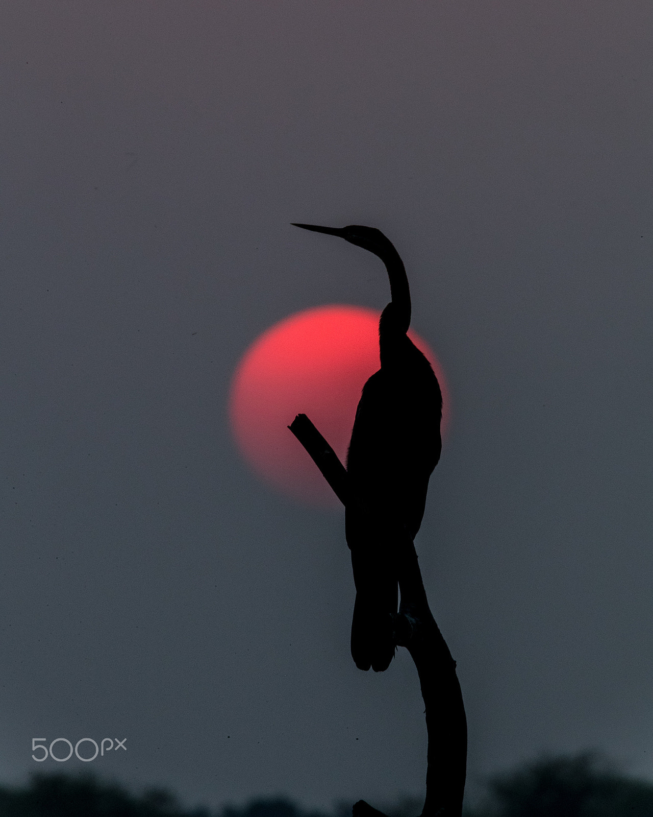 Canon EOS-1D X Mark II sample photo. Indian dater in the sunset photography