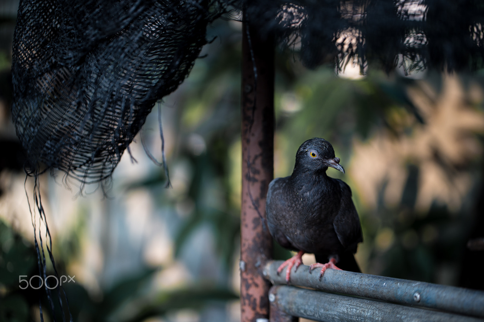 Canon EF 100mm F2.8L Macro IS USM sample photo. The black pigeon photography