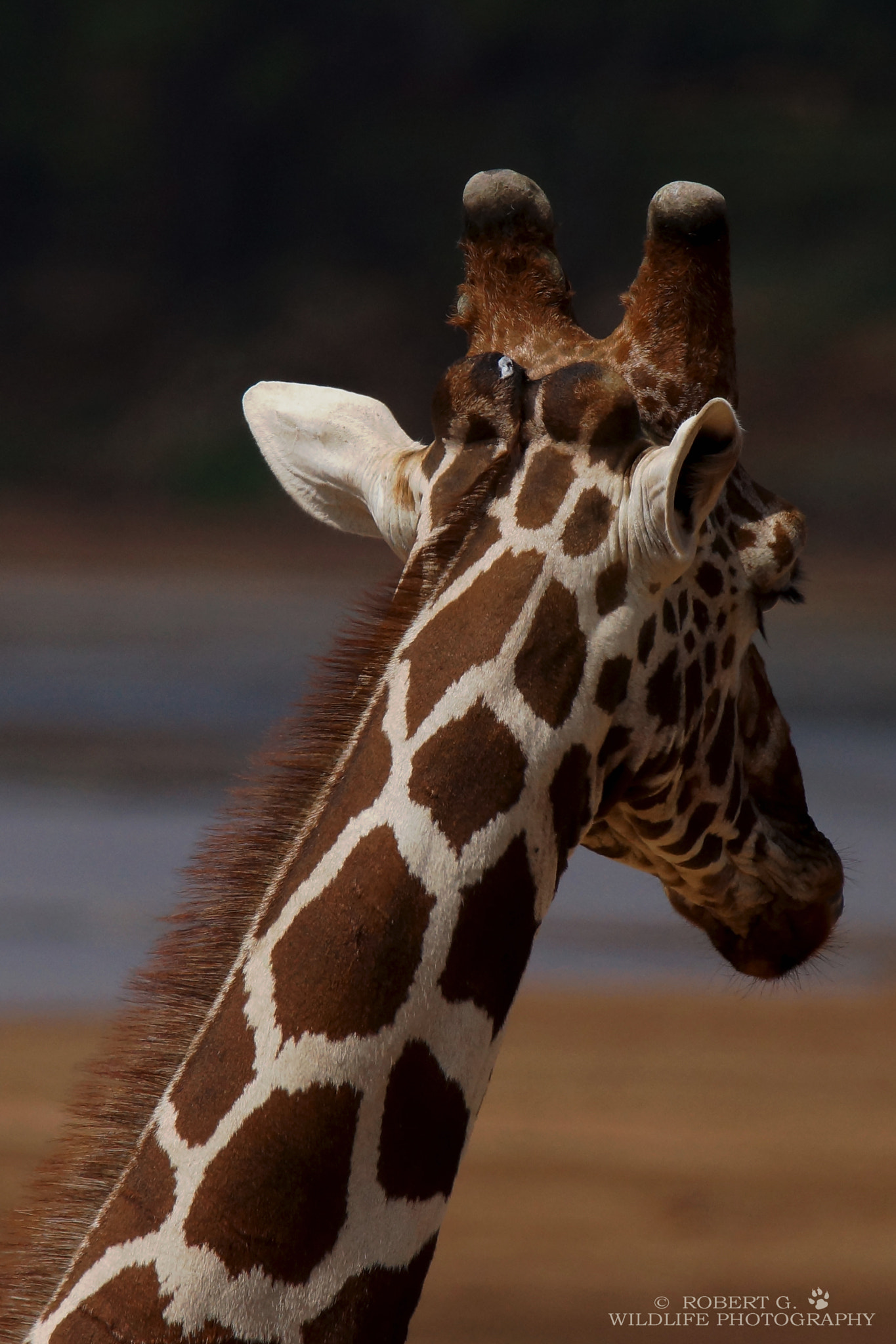 Sony SLT-A77 + Tamron SP 150-600mm F5-6.3 Di VC USD sample photo. Looking for........ samburu 2016 photography