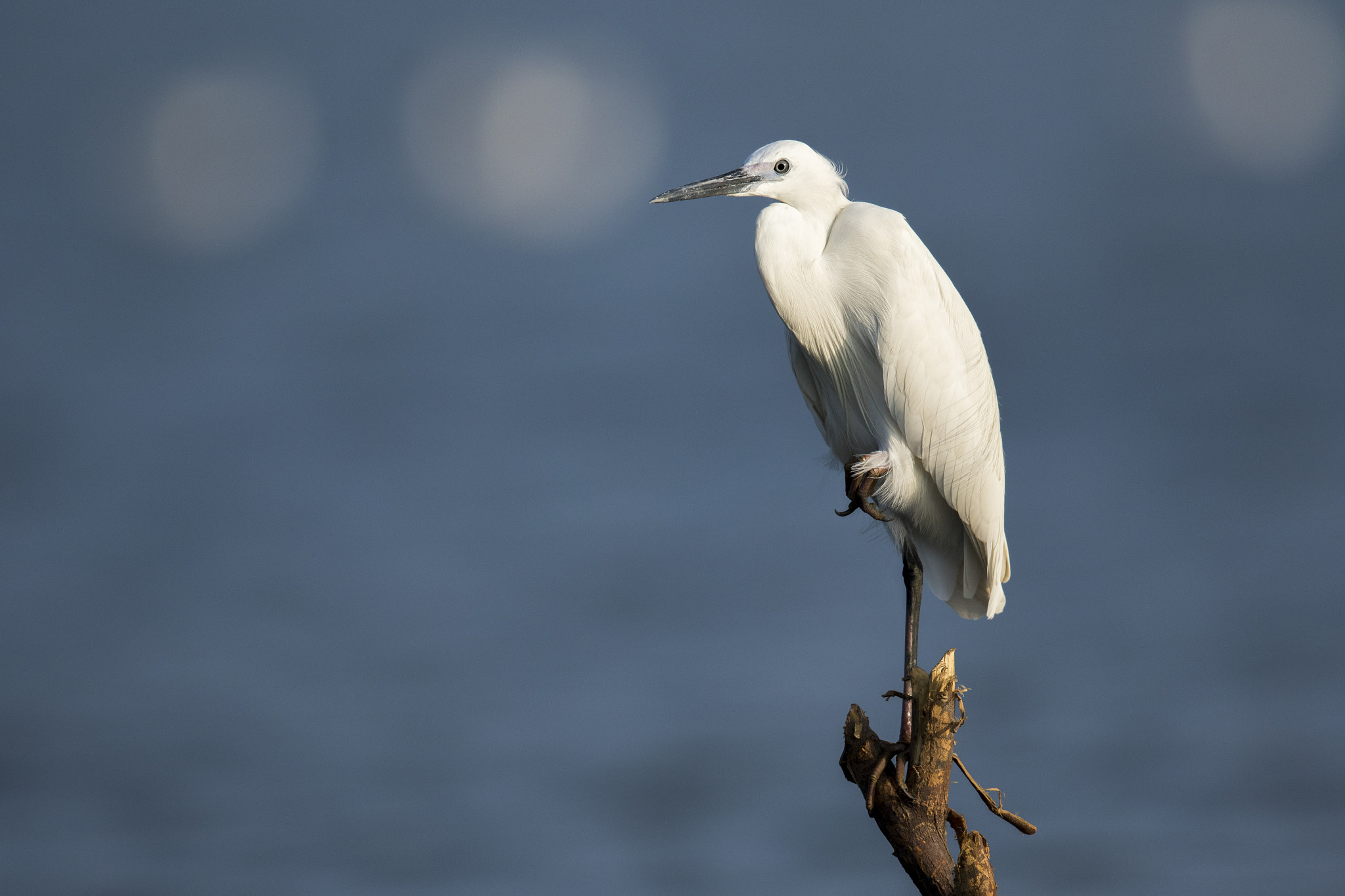 Canon EF 600mm F4L IS II USM sample photo. A western reef egret photography