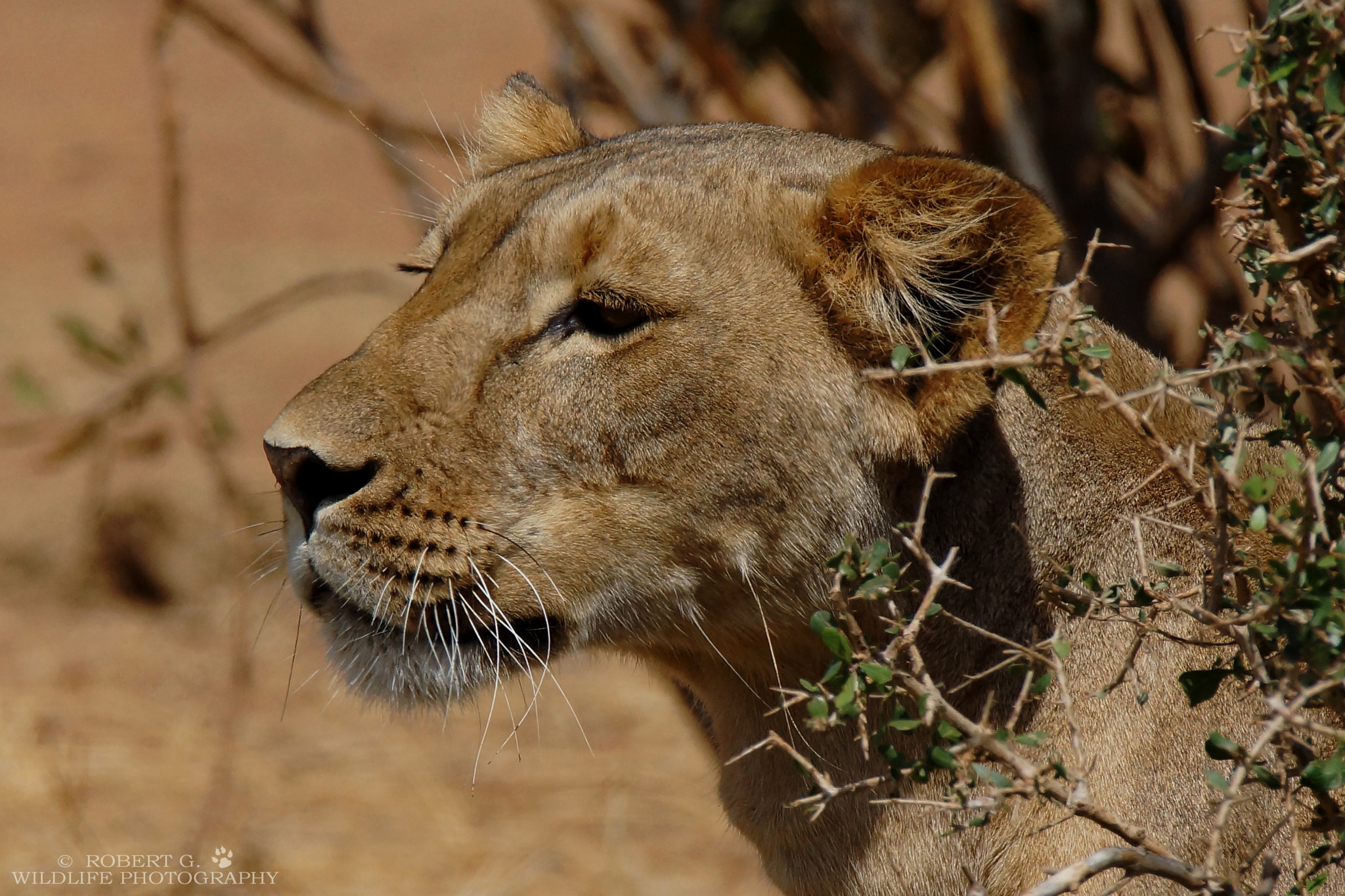 Sony SLT-A77 + Tamron SP 150-600mm F5-6.3 Di VC USD sample photo. Looking for.........ii  samburu 2016 photography