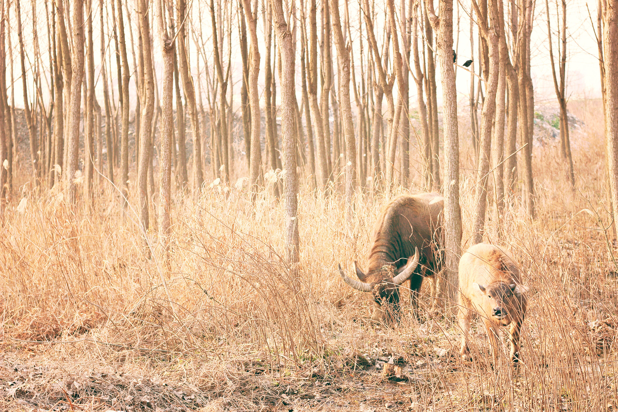 Canon EOS 100D (EOS Rebel SL1 / EOS Kiss X7) sample photo. Cattle photography