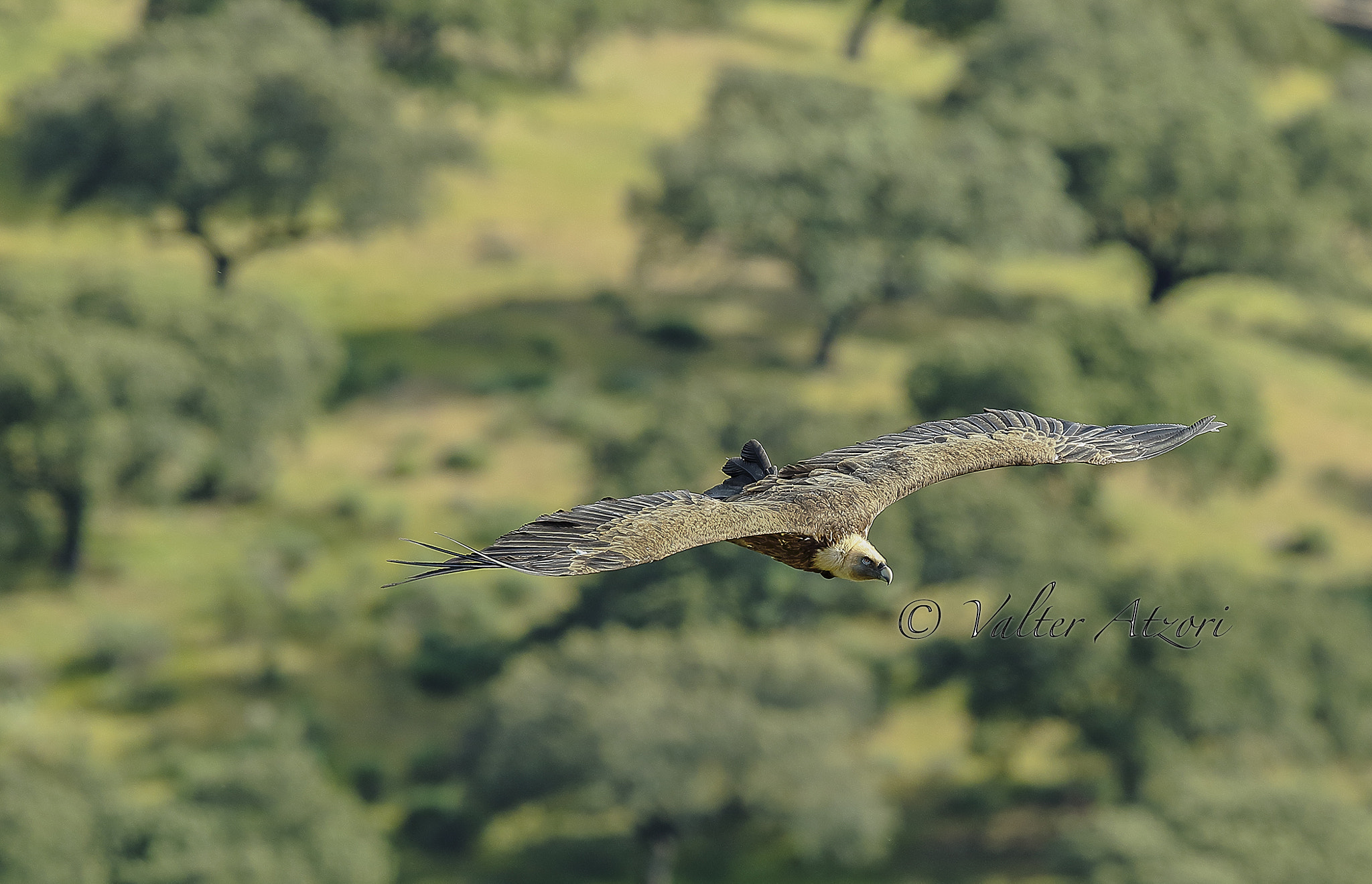 Canon EF 400mm F2.8L IS II USM sample photo. Griffon vulture in flight photography