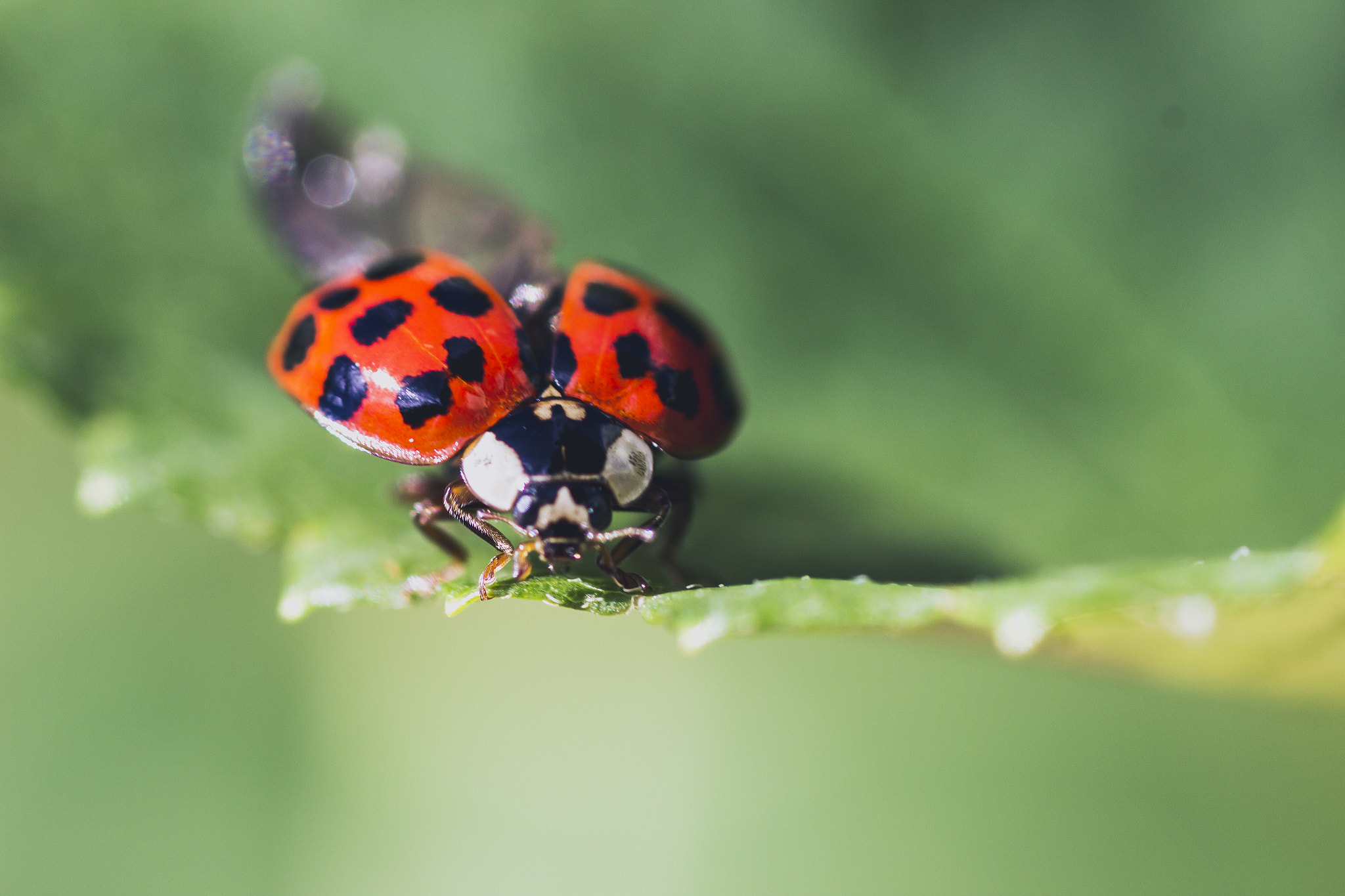 Canon EOS 600D (Rebel EOS T3i / EOS Kiss X5) + Canon EF 100mm F2.8 Macro USM sample photo. The ladybug photography