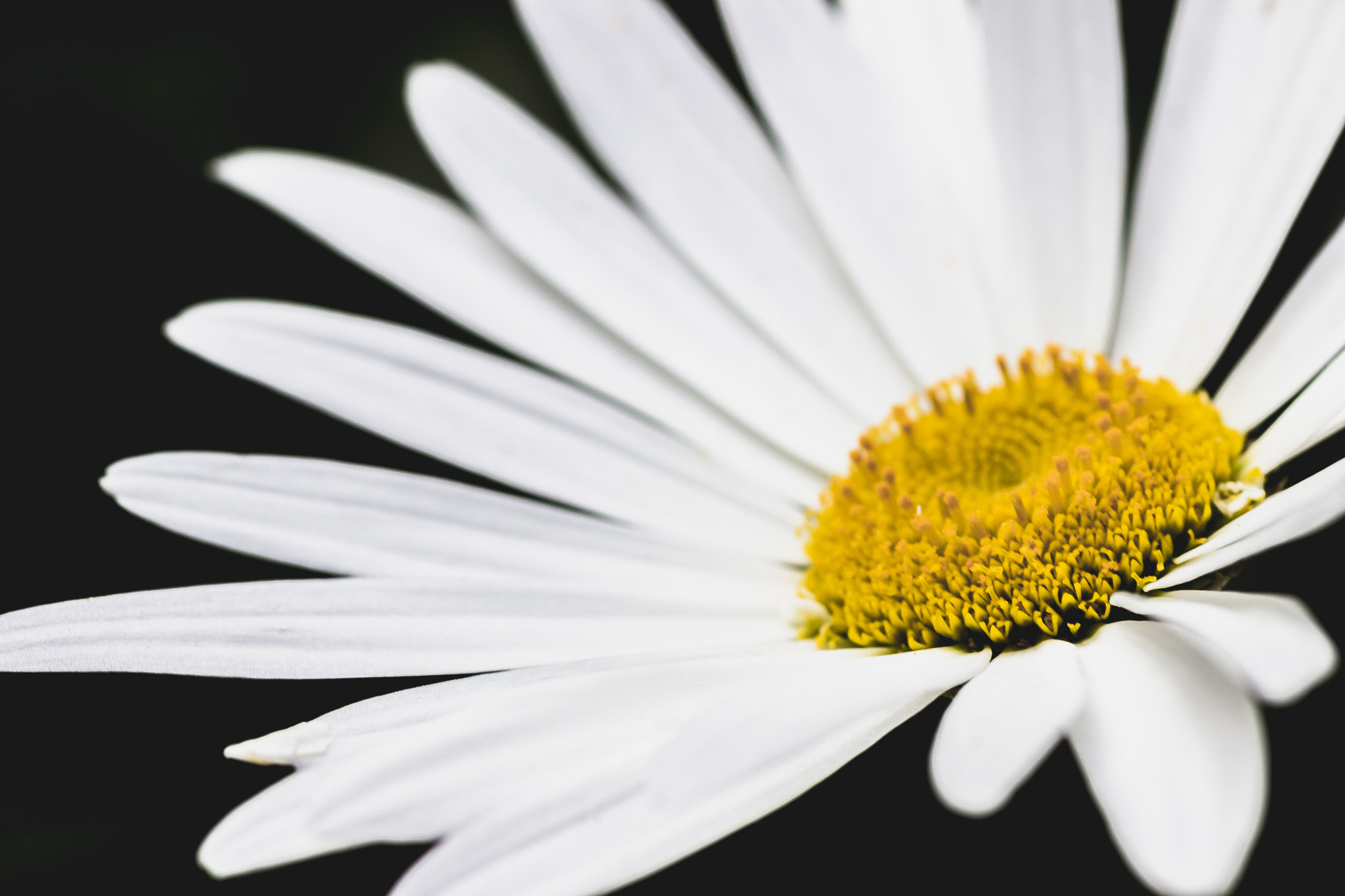 Canon EF 100mm F2.8 Macro USM sample photo. Flower photography