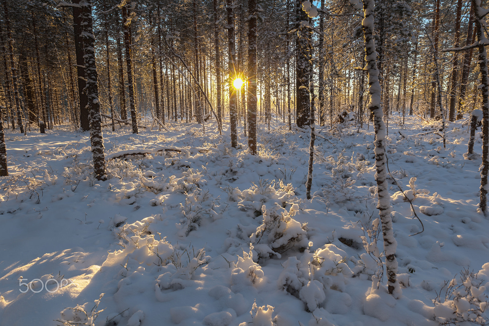 Canon EF 11-24mm F4L USM sample photo. Sunny day in the winter pine forest. winter landscape/ 500 photography