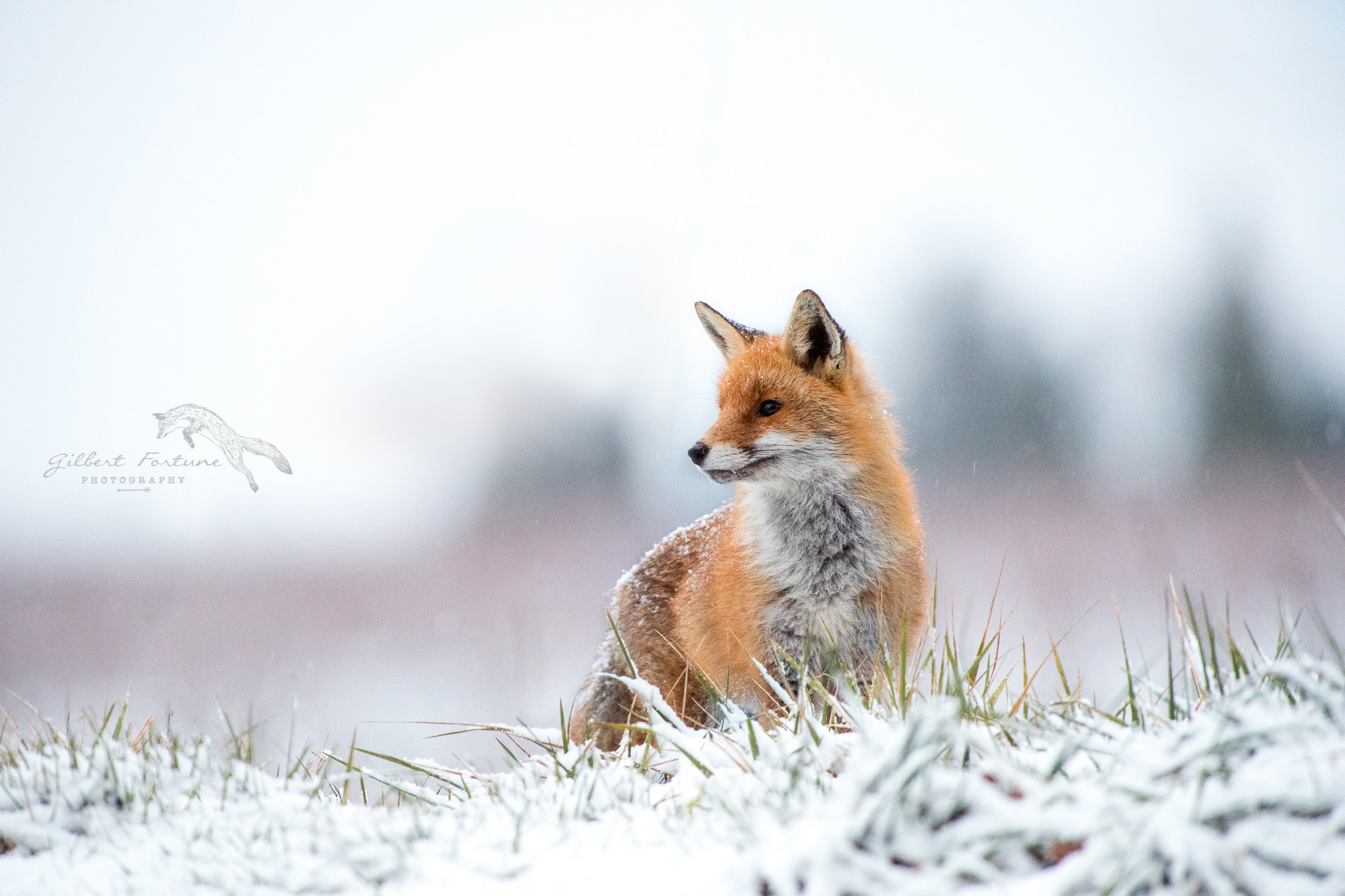 Nikon D5 sample photo. European red fox photography