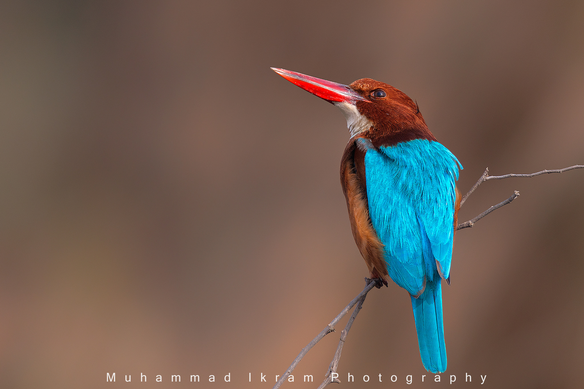 Canon EOS 5DS + Canon EF 400mm F2.8L IS USM sample photo. White throte king fisher photography