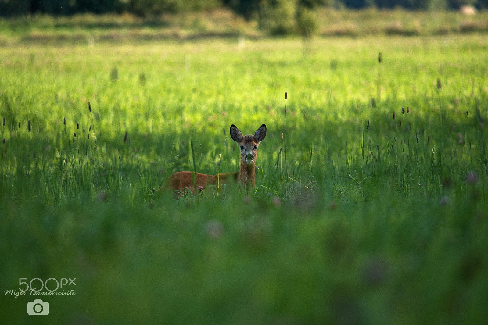 Nikon D610 + Nikon AF-S DX Nikkor 55-300mm F4.5-5.6G ED VR sample photo. Roe deer photography