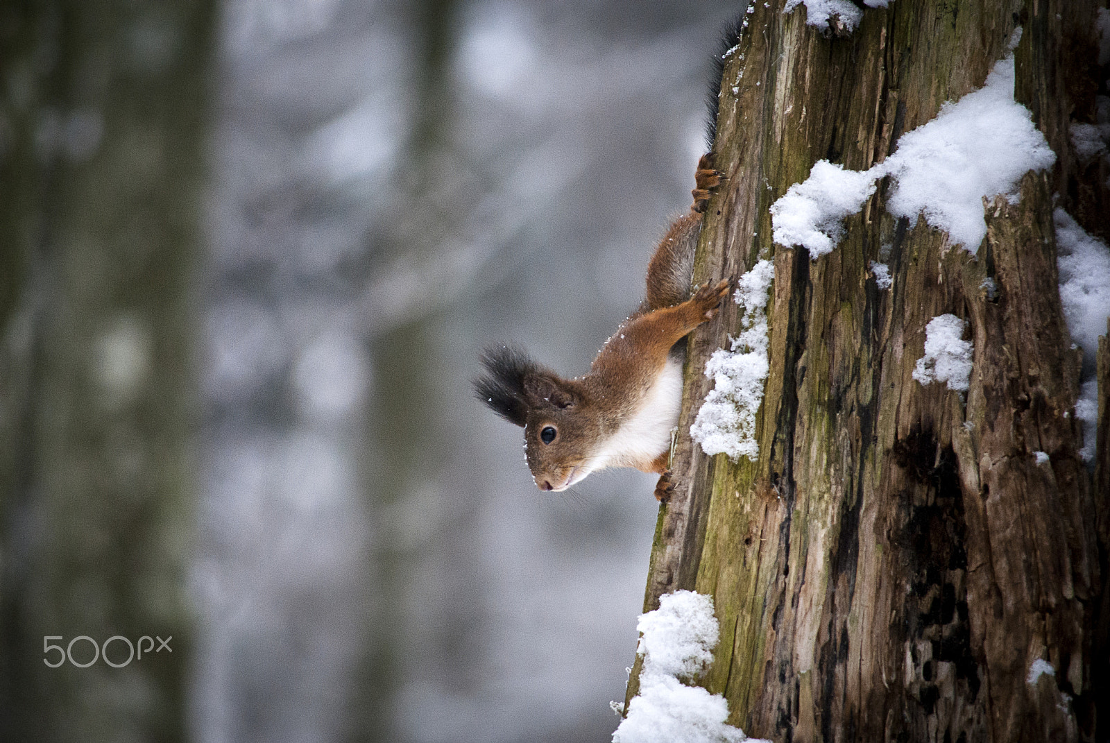 Nikon D3000 sample photo. Squirrel photography