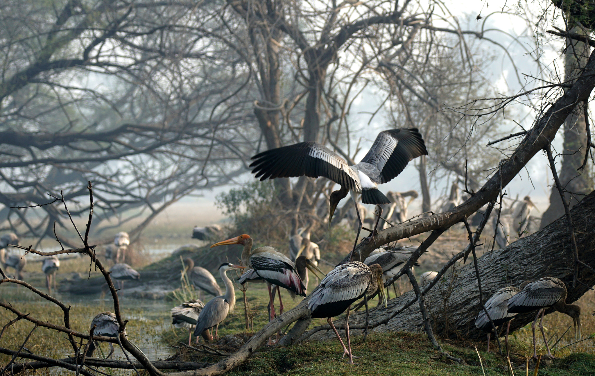 Sony a6000 sample photo. Colony of painted stork's & grey heron's photography