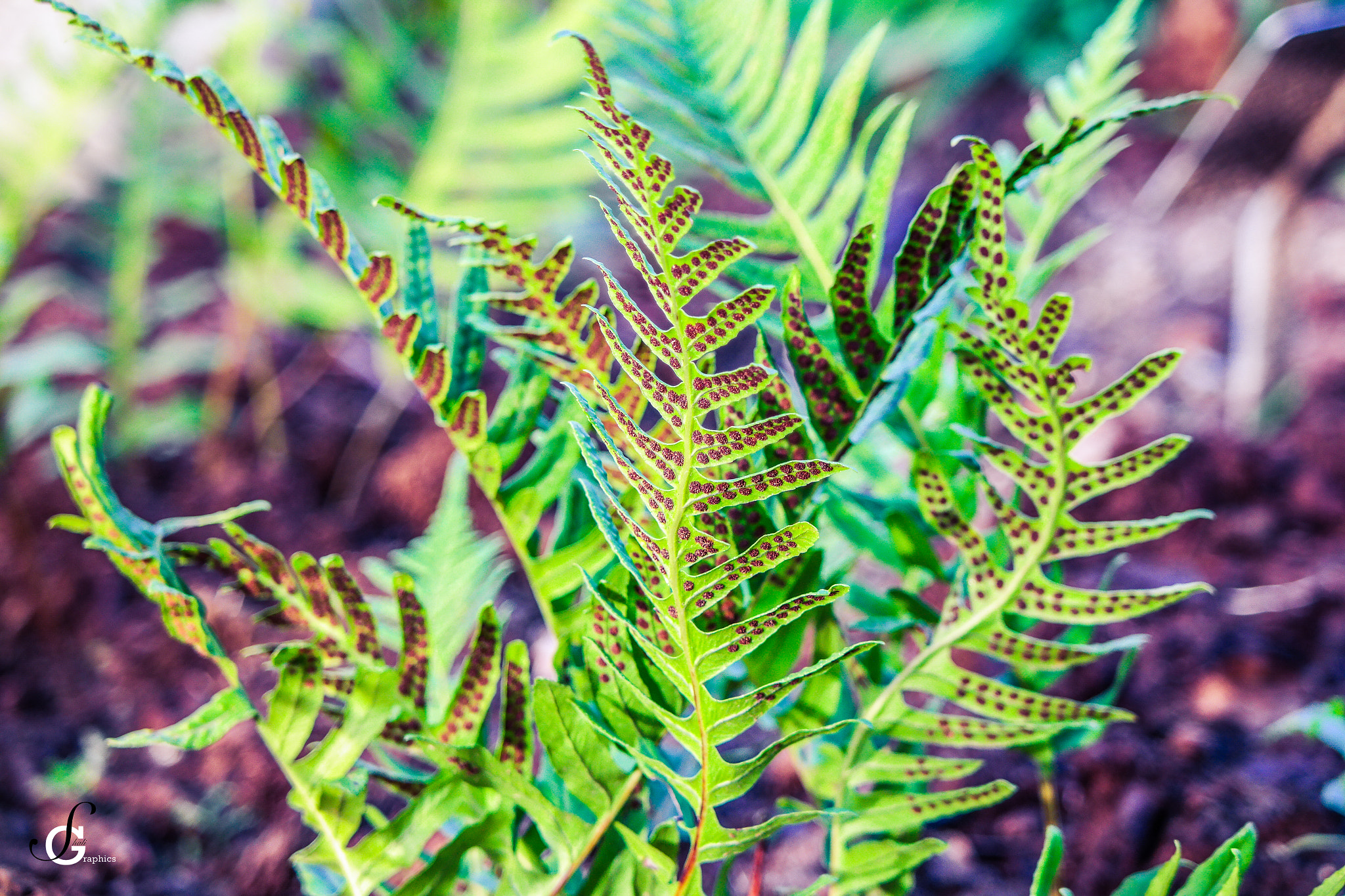 Samsung NX30 + NX 50-200mm F4-5.6 sample photo. Botanical garden - shaligraphics ⓒ photography