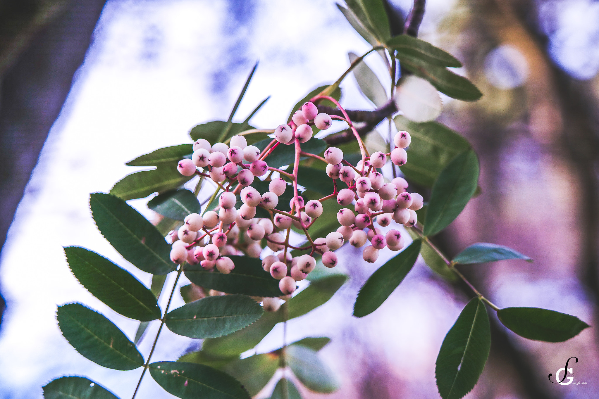 Samsung NX30 + NX 50-200mm F4-5.6 sample photo. Spring or fall - shaligraphics ⓒ photography