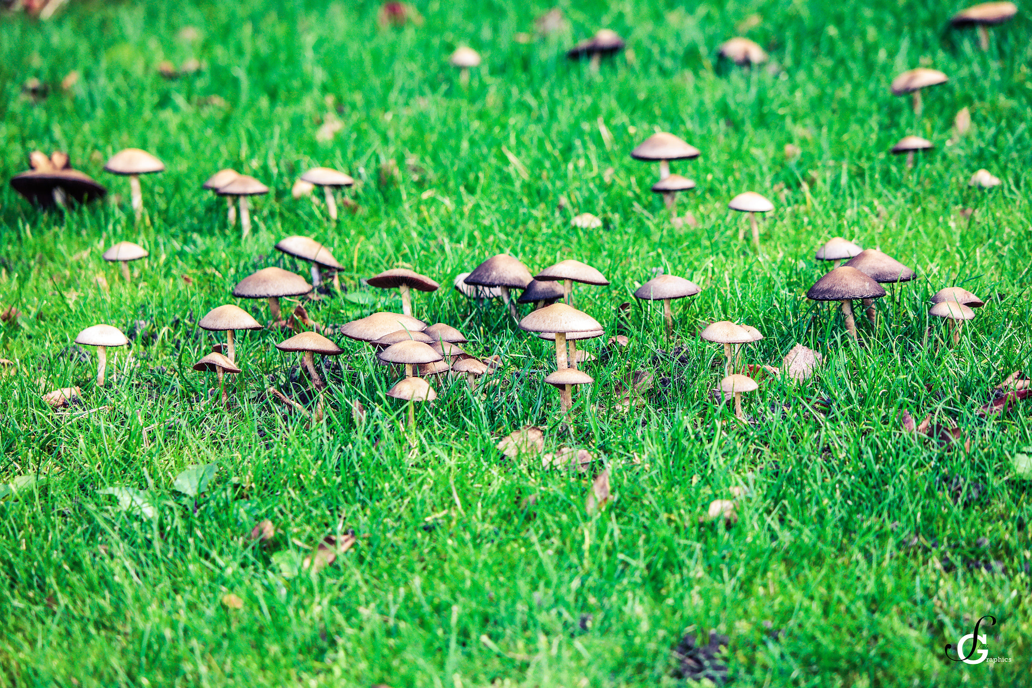 Samsung NX30 + NX 50-200mm F4-5.6 sample photo. Smurfs village - shaligraphics ⓒ photography