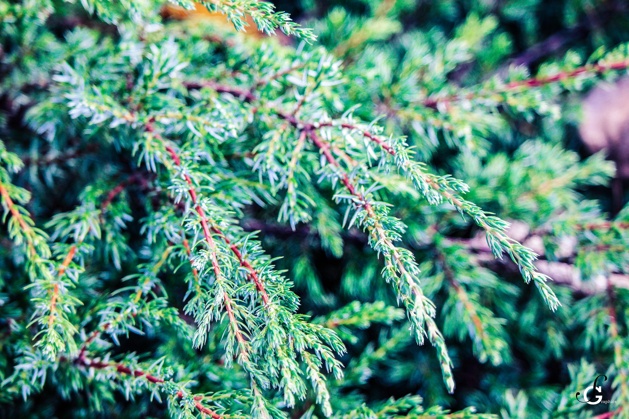 Samsung NX30 + NX 50-200mm F4-5.6 sample photo. Green christmas - shaligraphics ⓒ photography