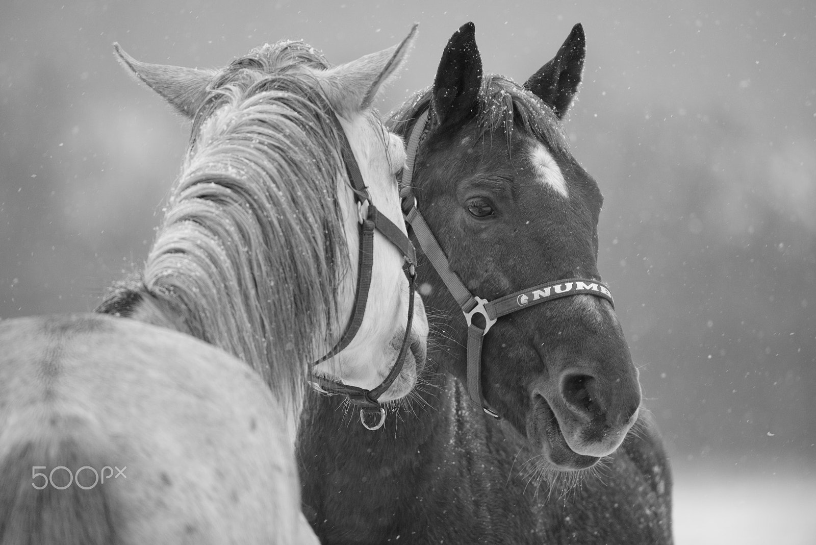 Nikon D800 sample photo. Winter horses photography