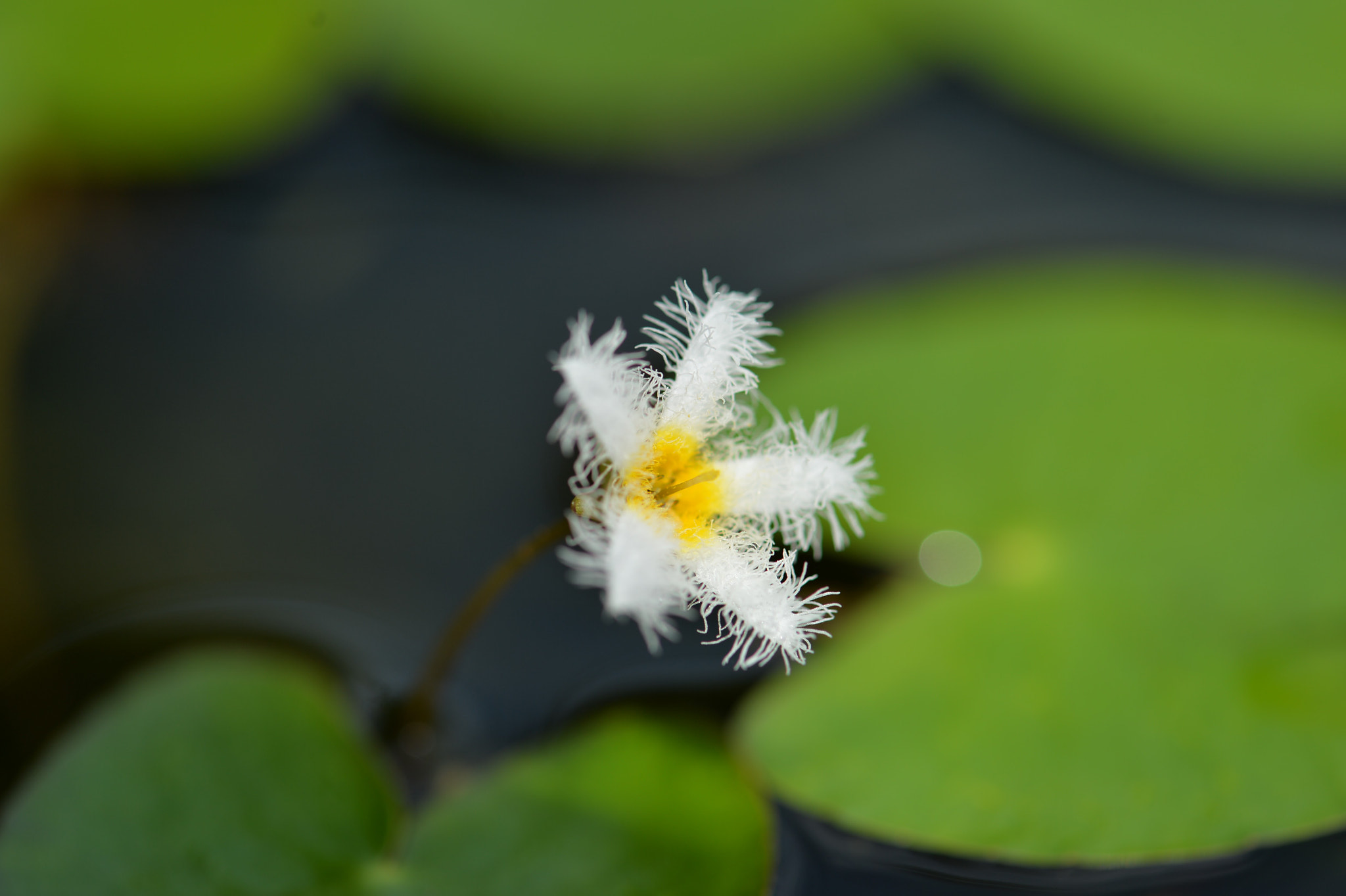 Nikon Df sample photo. Water snowflake photography