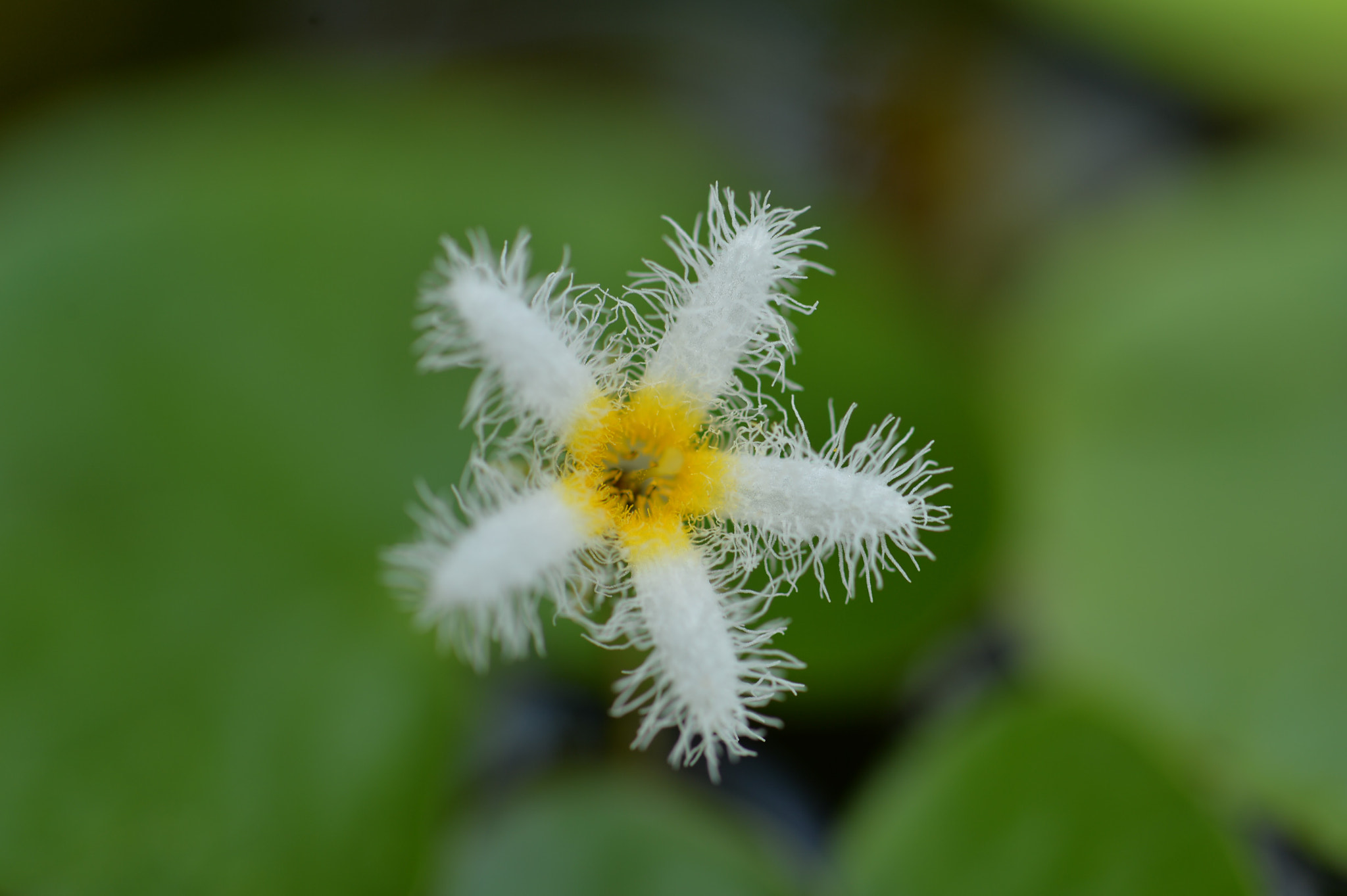 Nikon Df sample photo. Water snowflake photography