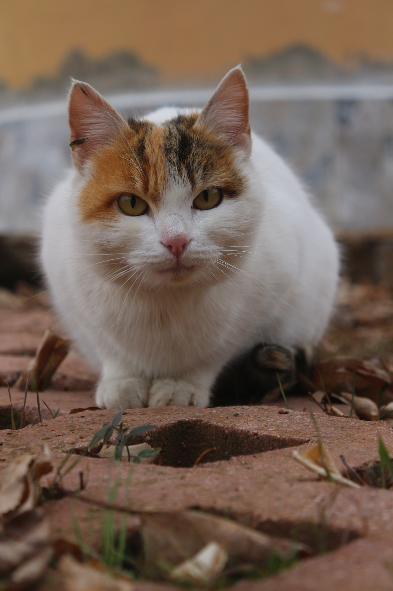 Canon EOS 650D (EOS Rebel T4i / EOS Kiss X6i) sample photo. Cat photography