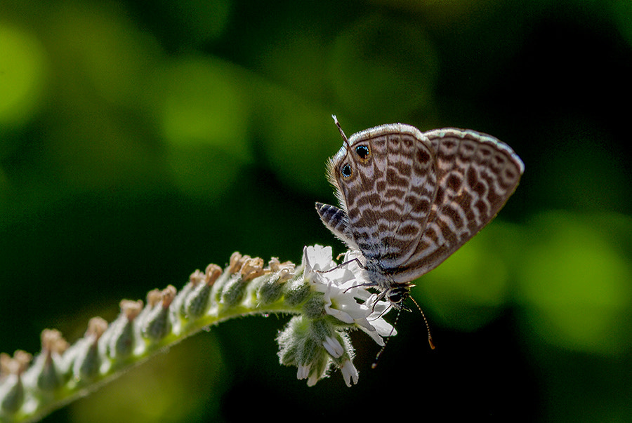 Pentax K20D sample photo. Buterfly photography