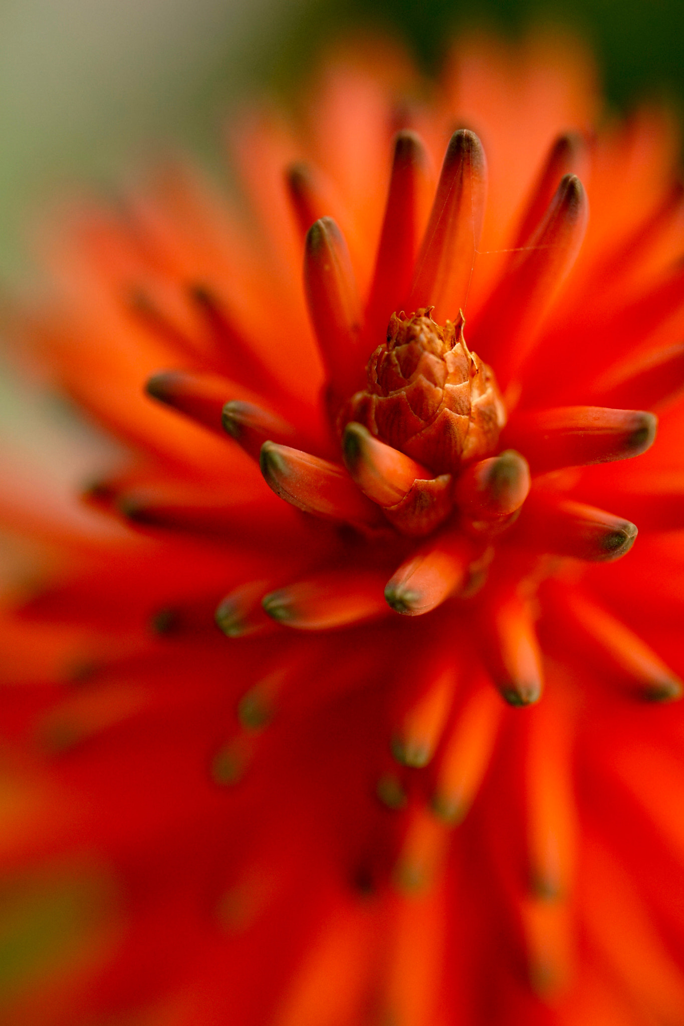 Sony FE 90mm F2.8 Macro G OSS sample photo. Winter details... photography