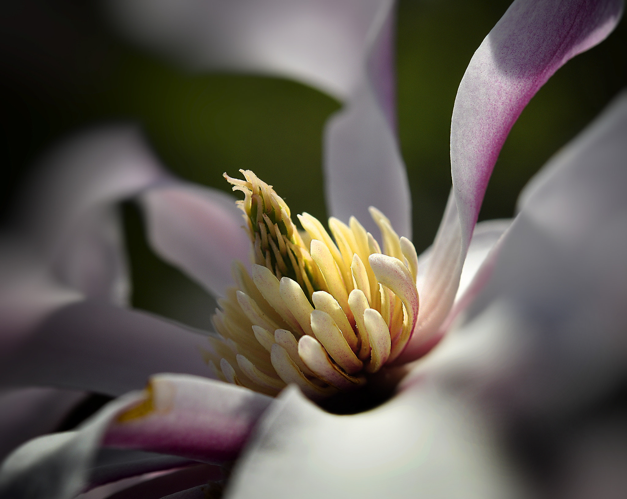 Nikon AF-S Micro-Nikkor 60mm F2.8G ED sample photo. Flower photography