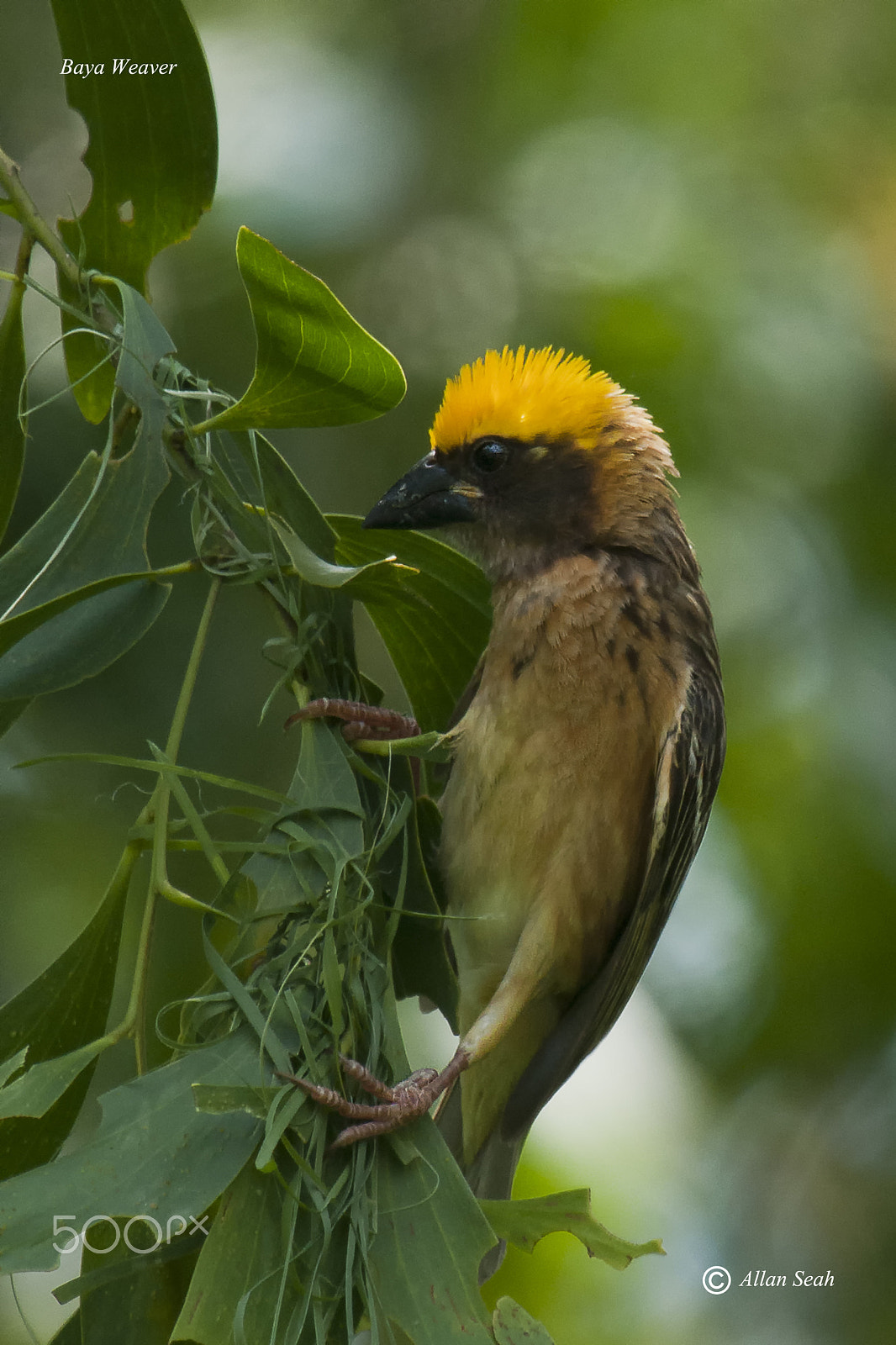 Nikon AF-S Nikkor 400mm F2.8G ED VR II sample photo. Baya weaver photography