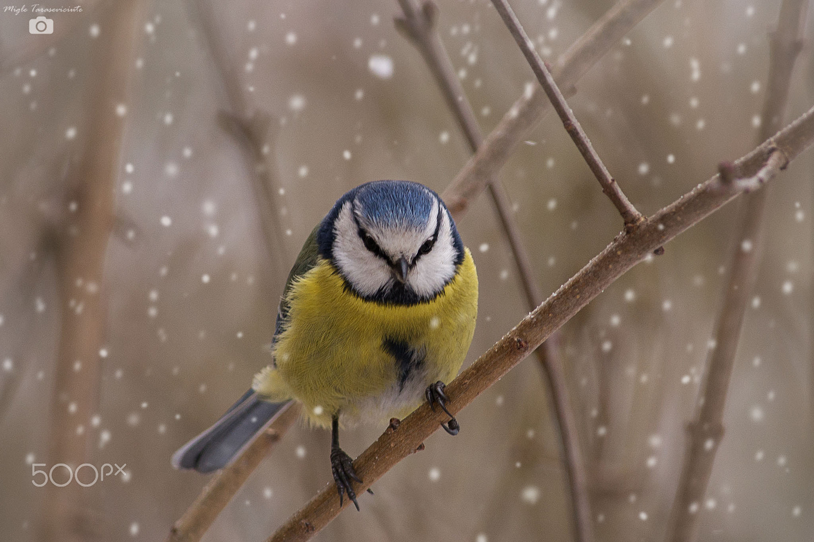 Nikon D610 + Nikon AF-S DX Nikkor 55-300mm F4.5-5.6G ED VR sample photo. Blue tit photography