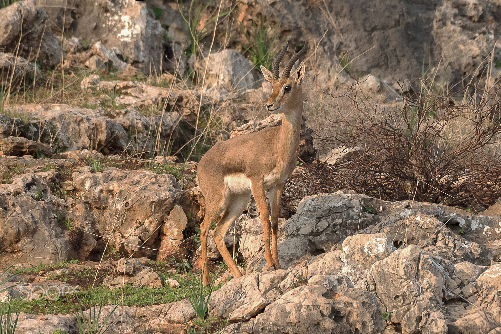 150-600mm F5-6.3 DG OS HSM | Sports 014 sample photo. Mountain gazelle photography