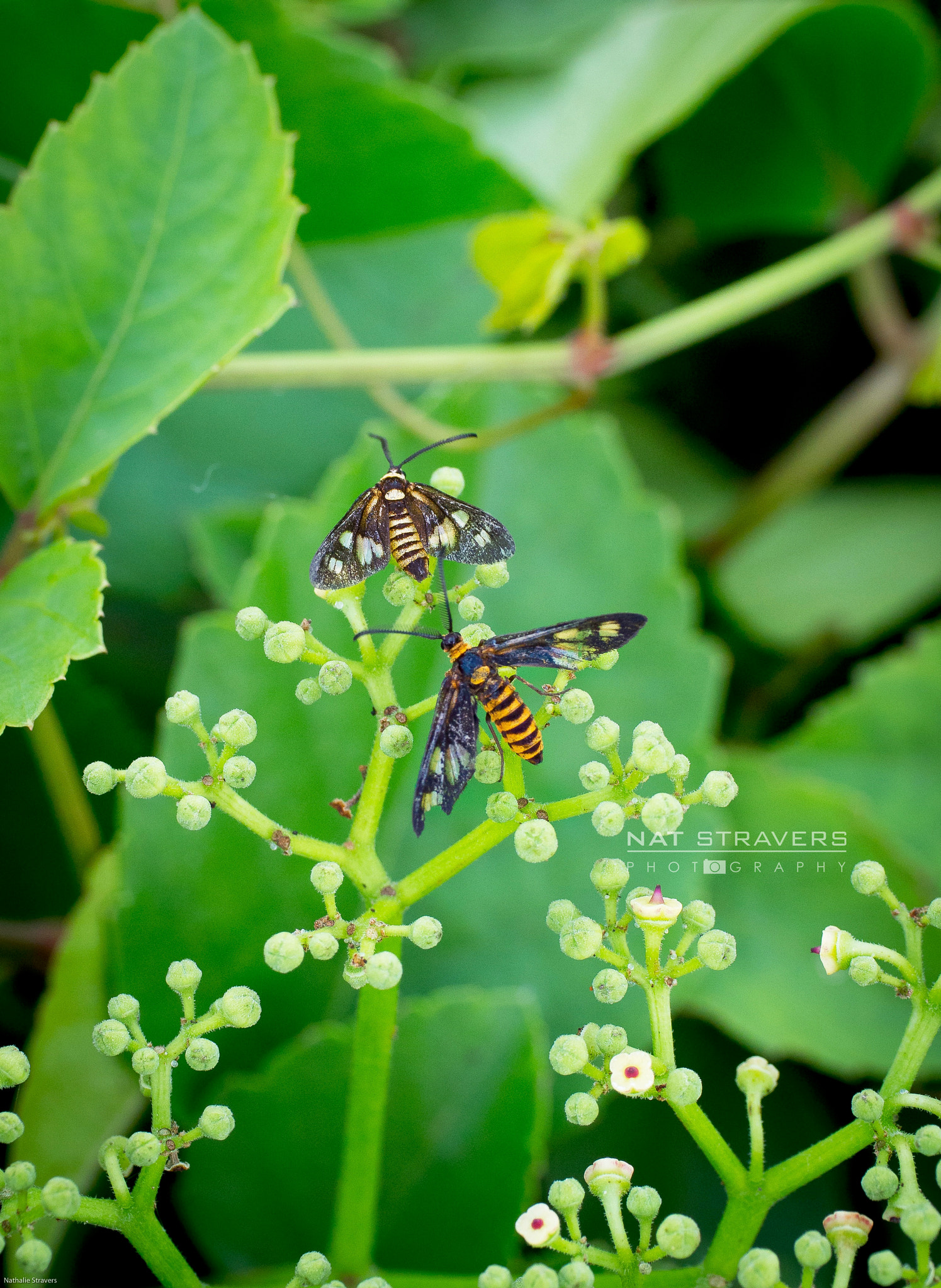 Panasonic Leica DG Macro-Elmarit 45mm F2.8 ASPH OIS sample photo. Bugs 13 january 2017 photography