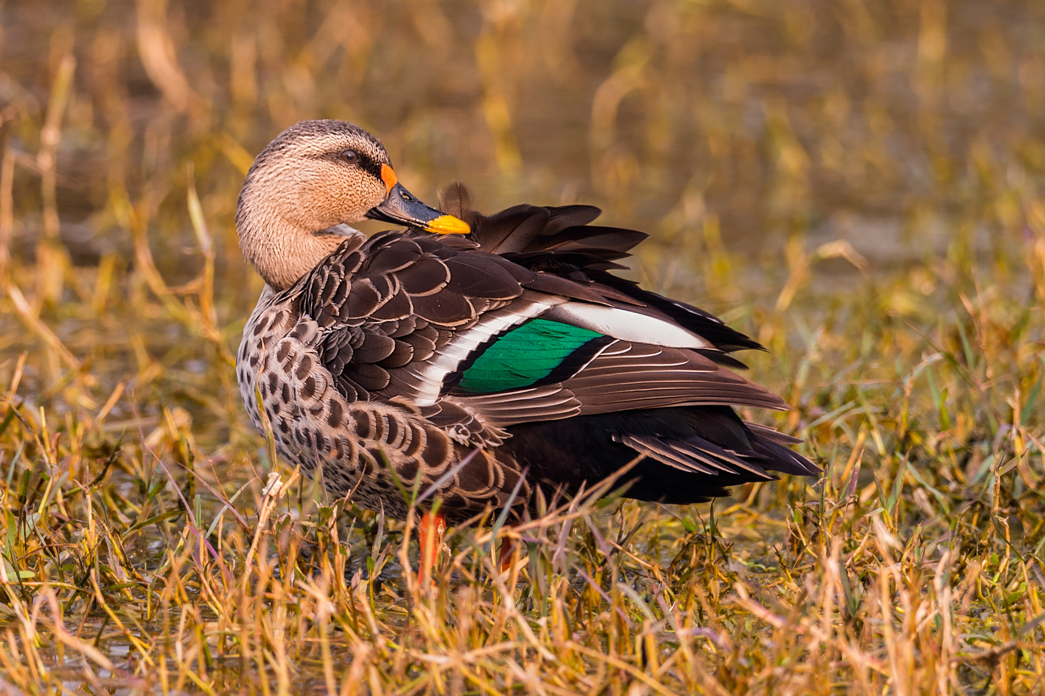 Nikon AF-S Nikkor 800mm F5.6E FL ED VR sample photo. দশ মটহস indian spot-billed duck anas poecilorhyncha photography