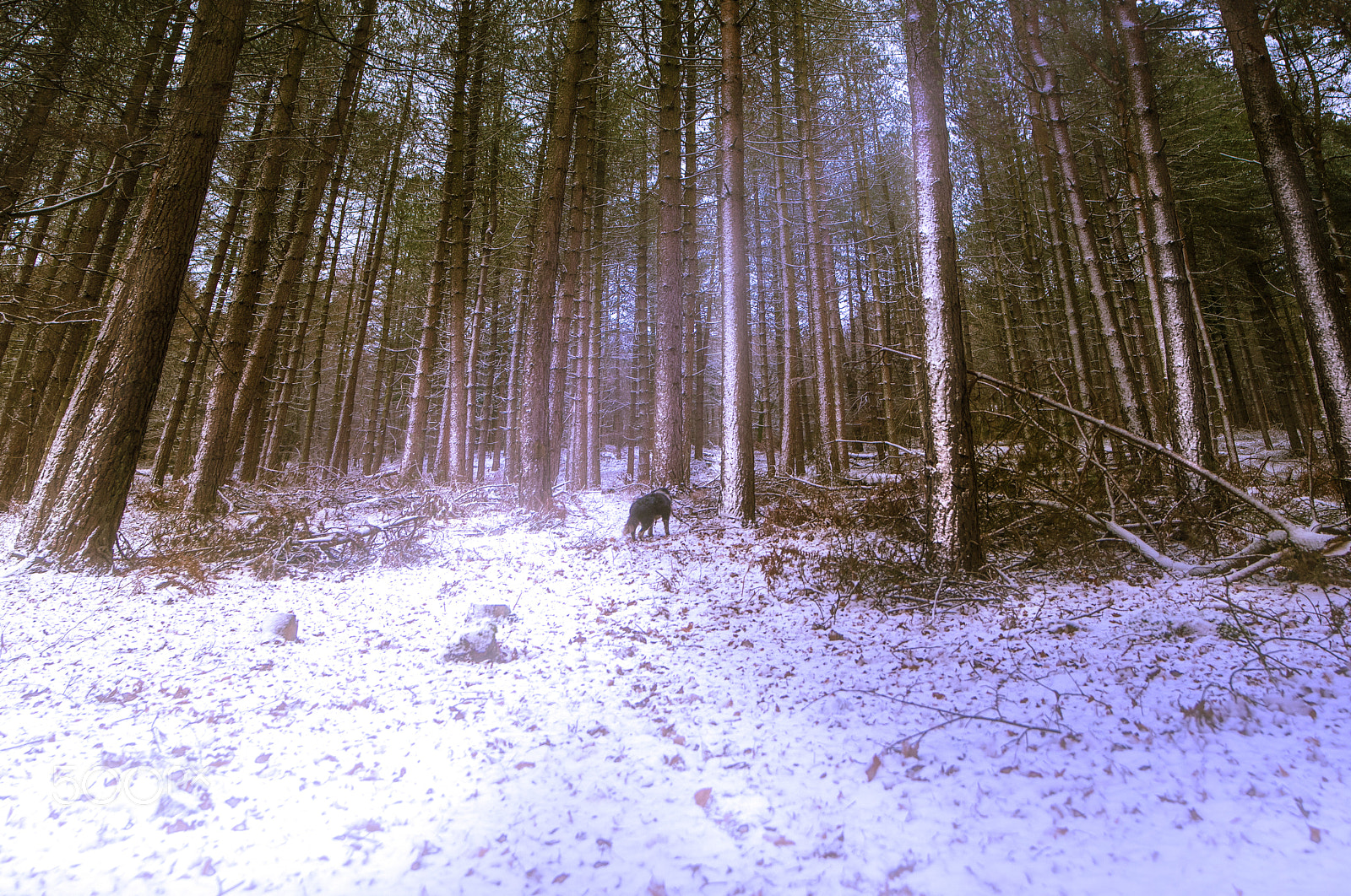 Nikon D500 sample photo. Enjoying the snow photography