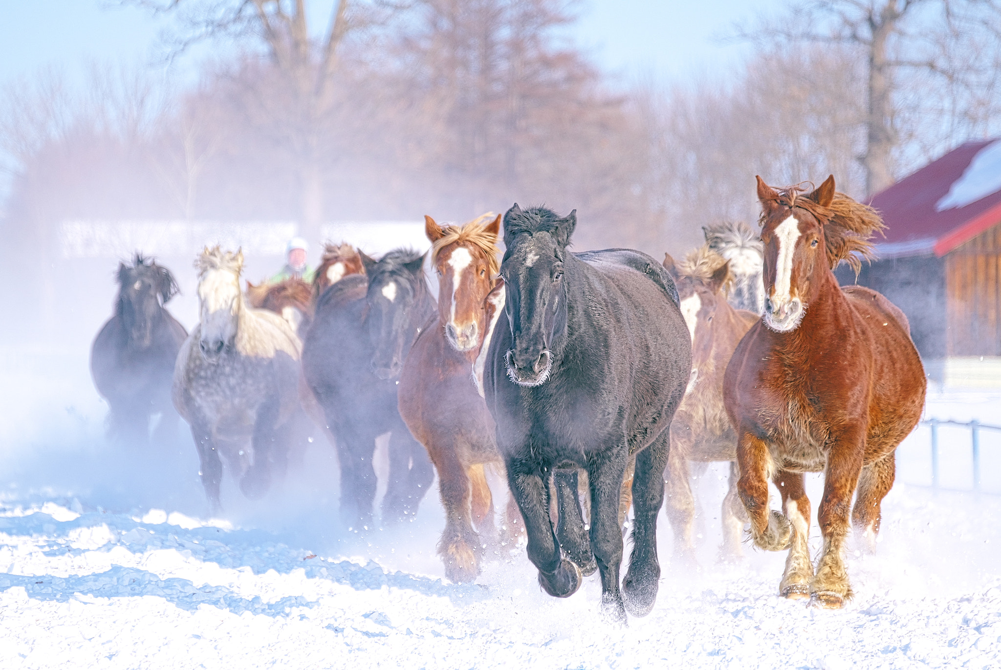 Sony a99 II + Sony 70-300mm F4.5-5.6 G SSM sample photo. You can lead horses to snow, but you cannot make them run photography