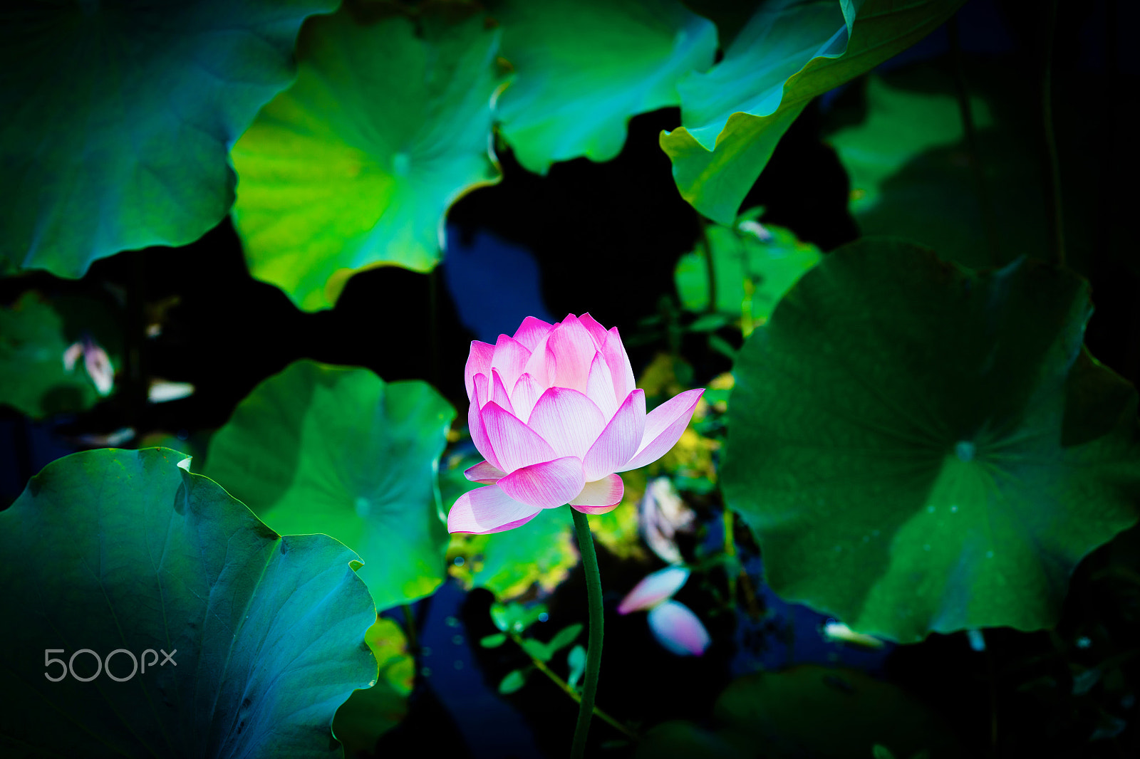 Canon EOS 5DS R + Canon EF 135mm F2L USM sample photo. 荷 photography