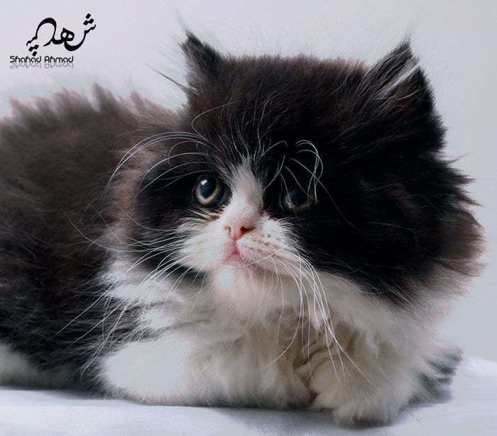 Canon EOS 750D (EOS Rebel T6i / EOS Kiss X8i) + Canon EF 50mm F1.8 II sample photo. Blacky baby cat photography